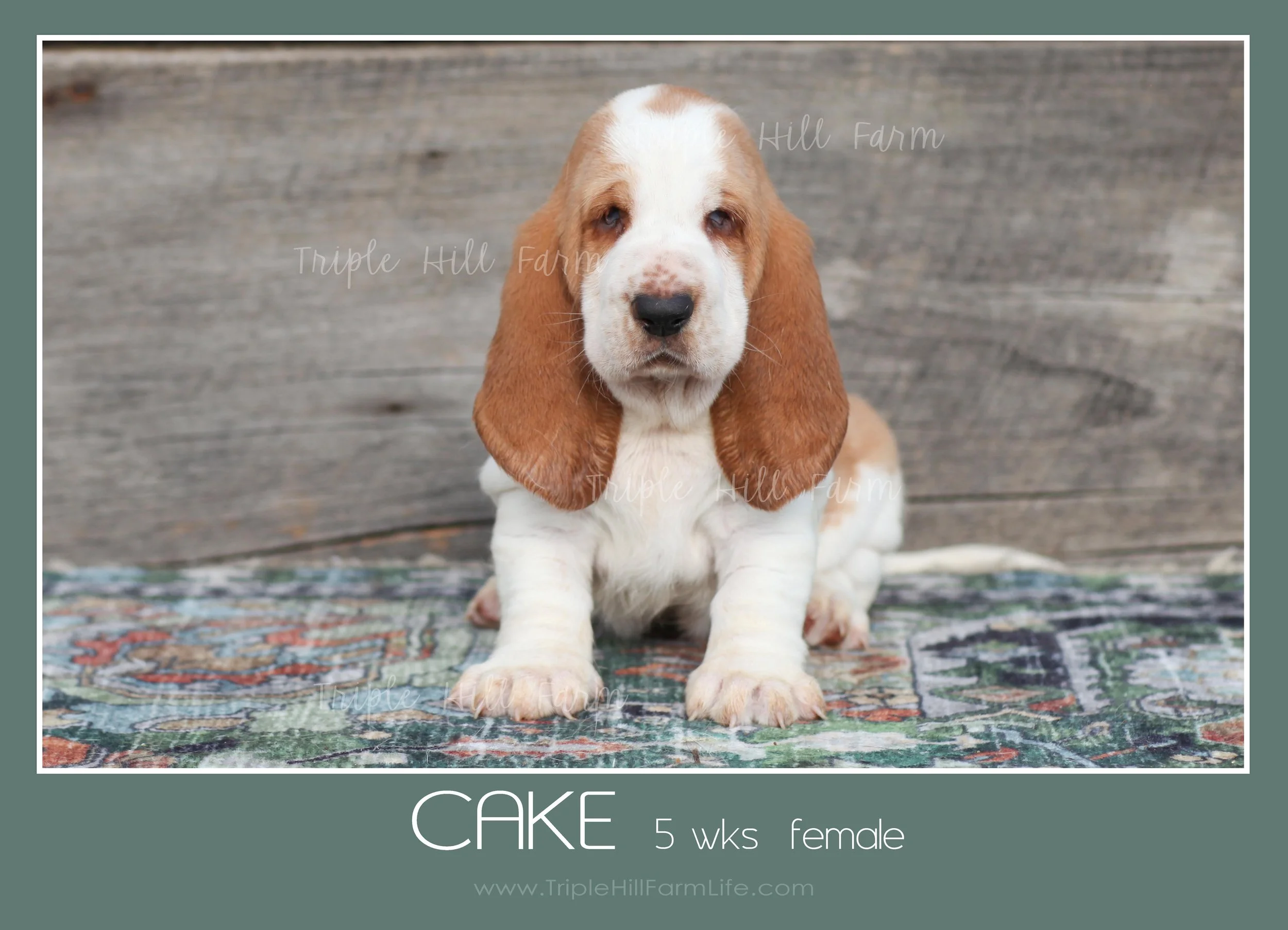cake 9.jpg