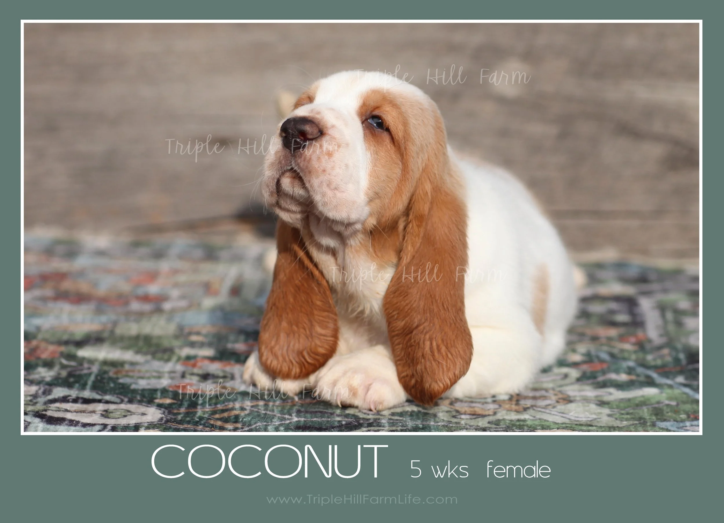 coconut 2.jpg
