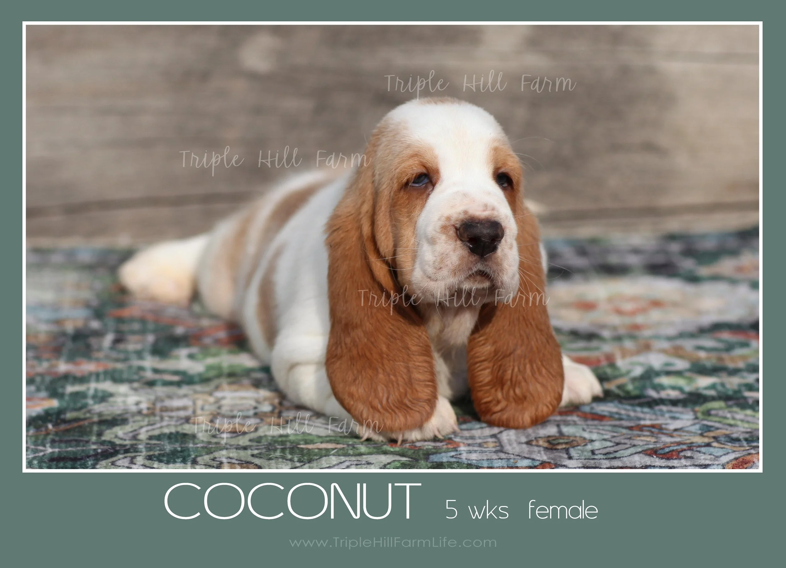 coconut 3.jpg