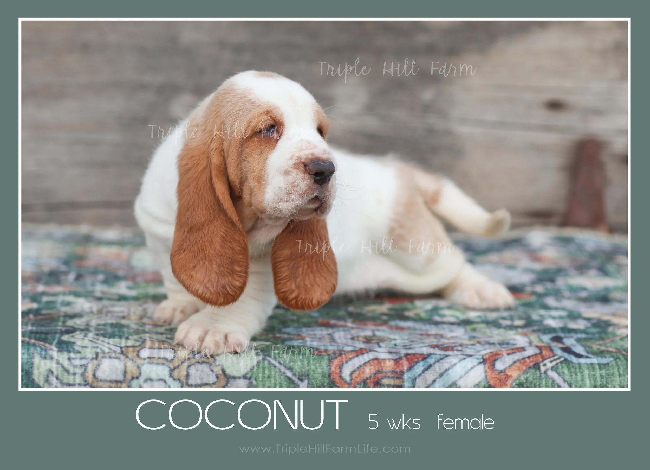 coconut 4.jpg
