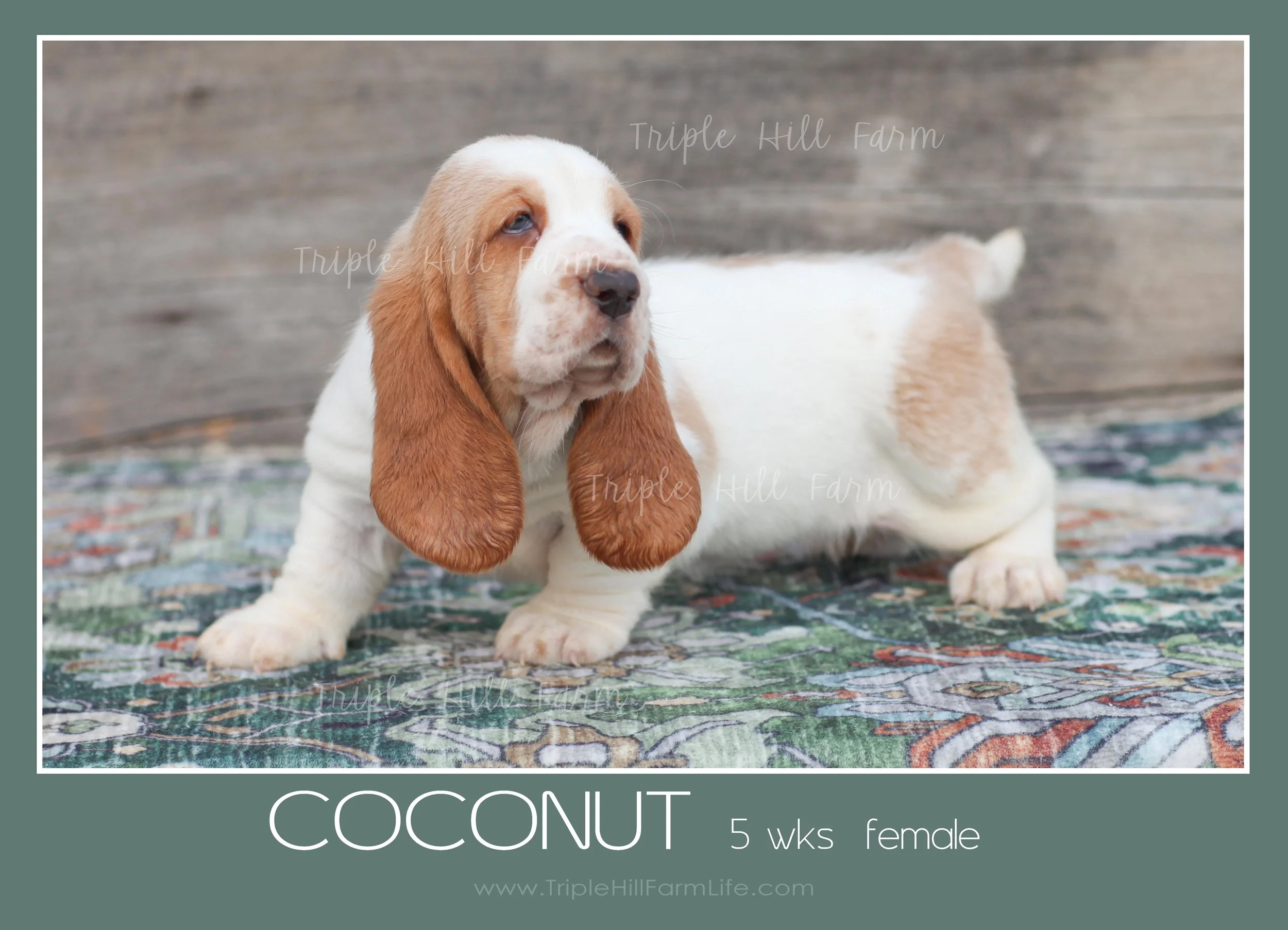 coconut 6.jpg