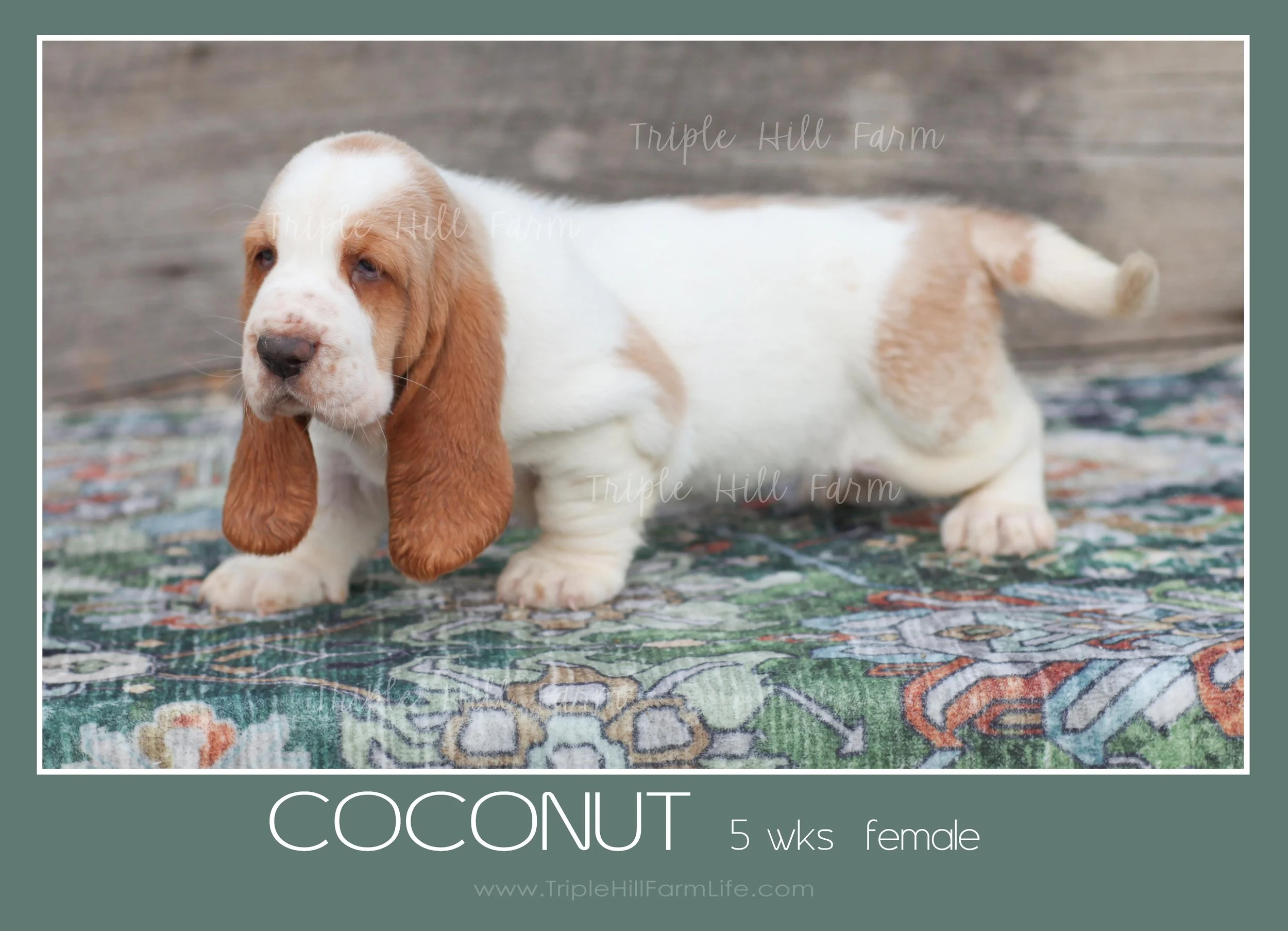 coconut 7.jpg