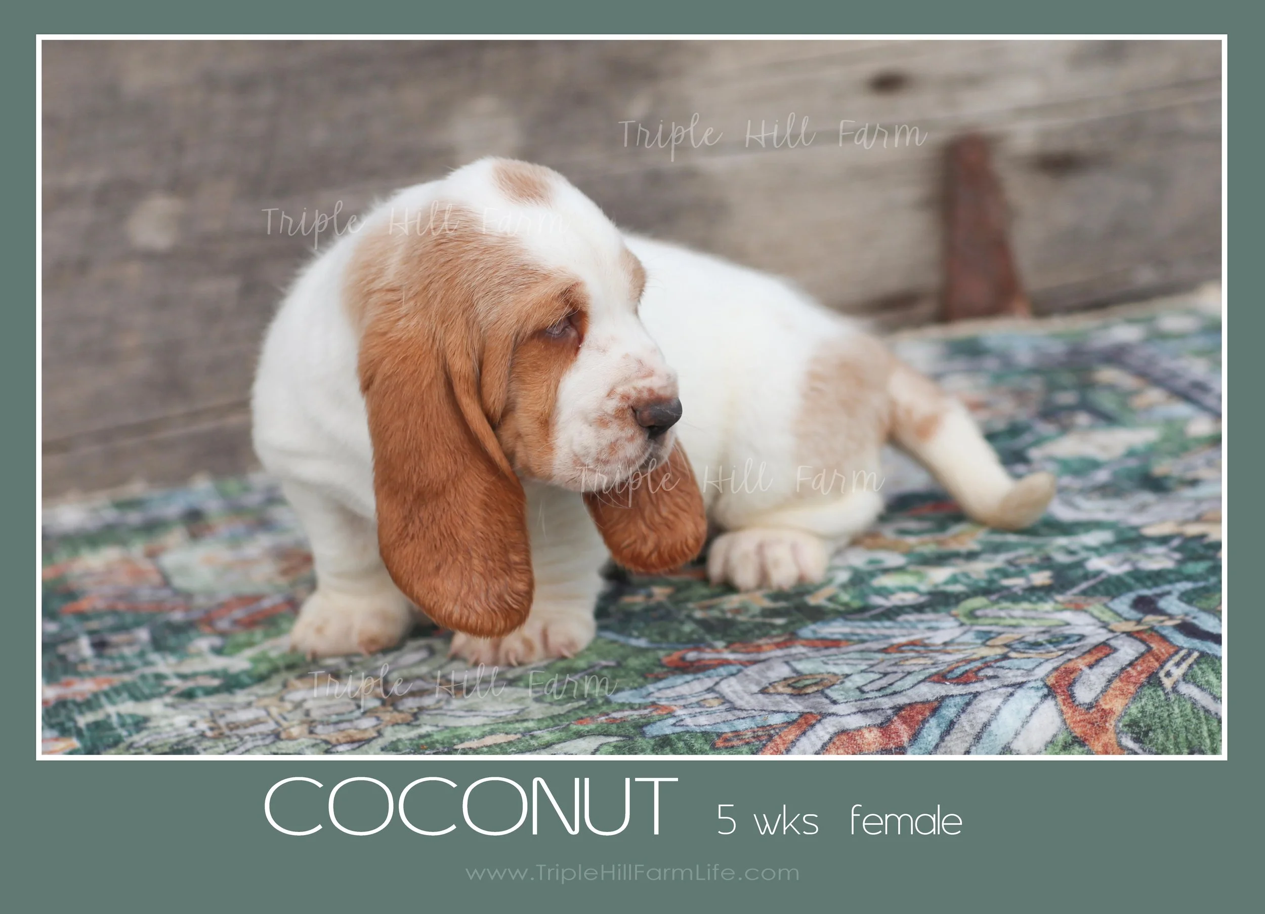 coconut 8.jpg