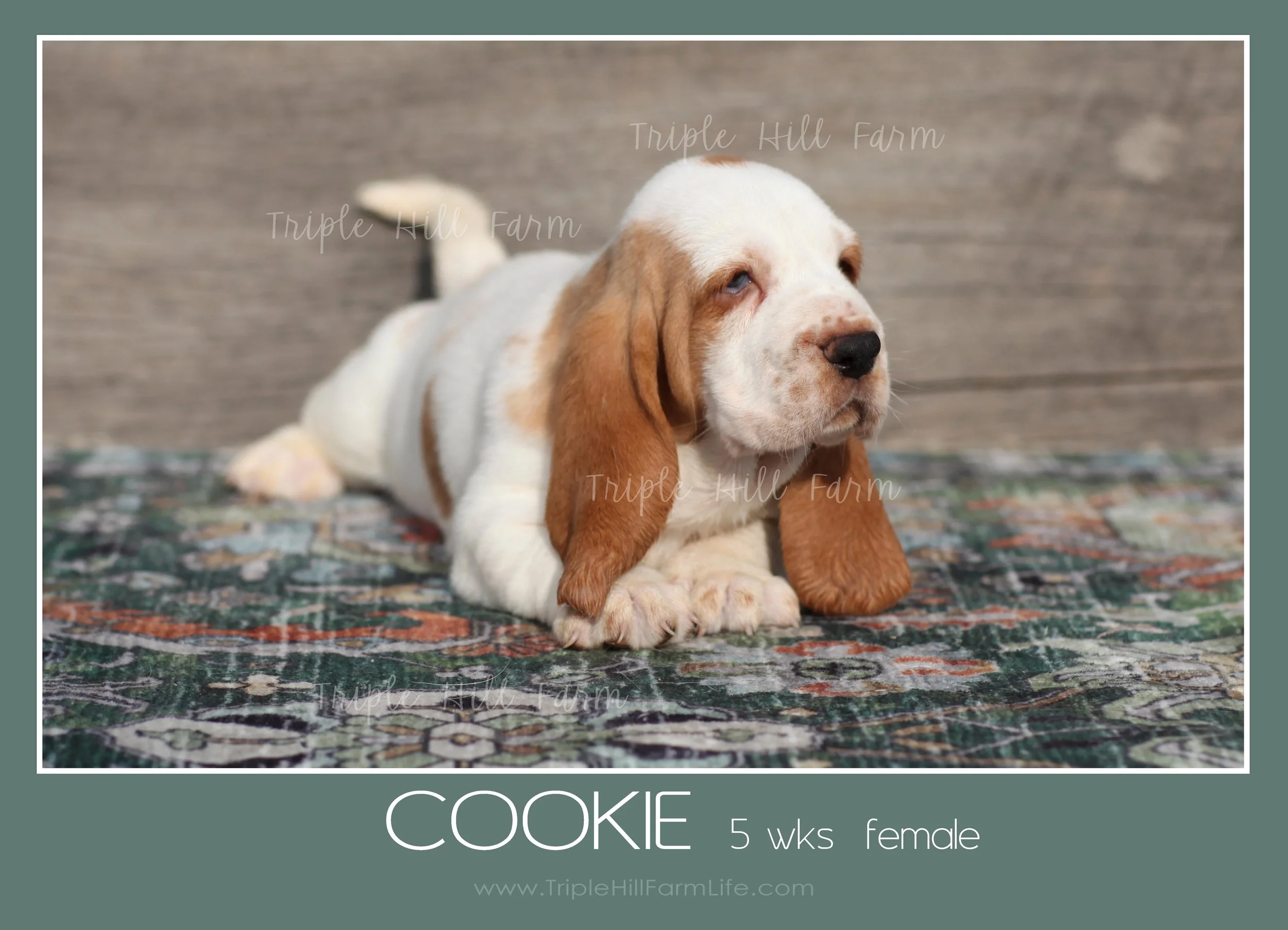 cookie 1.jpg