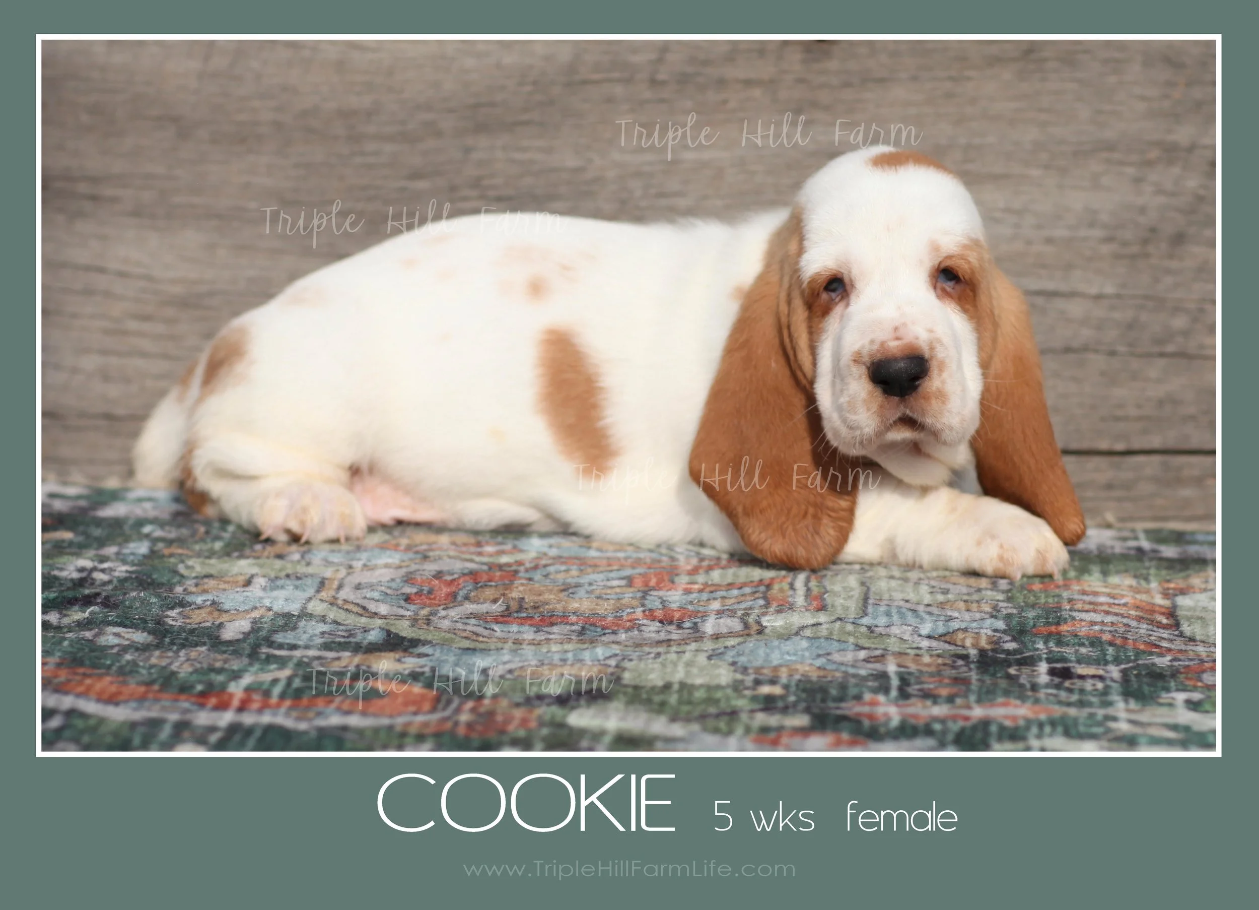 cookie 2.jpg