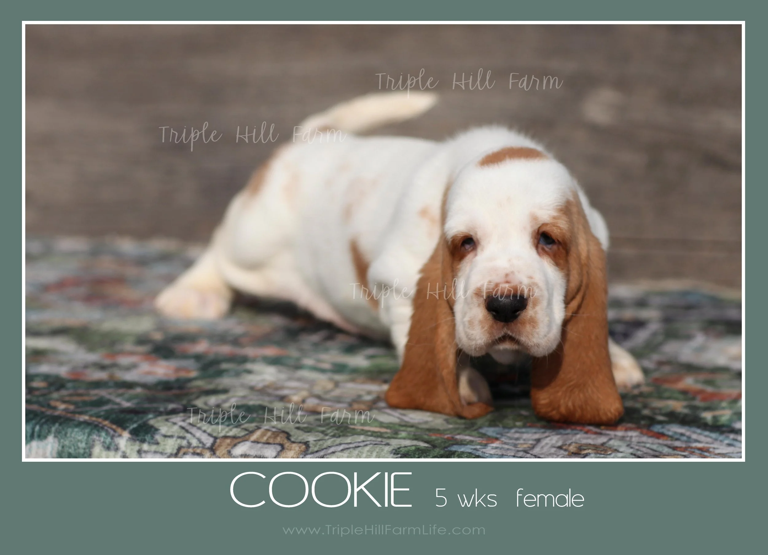 cookie 4.jpg