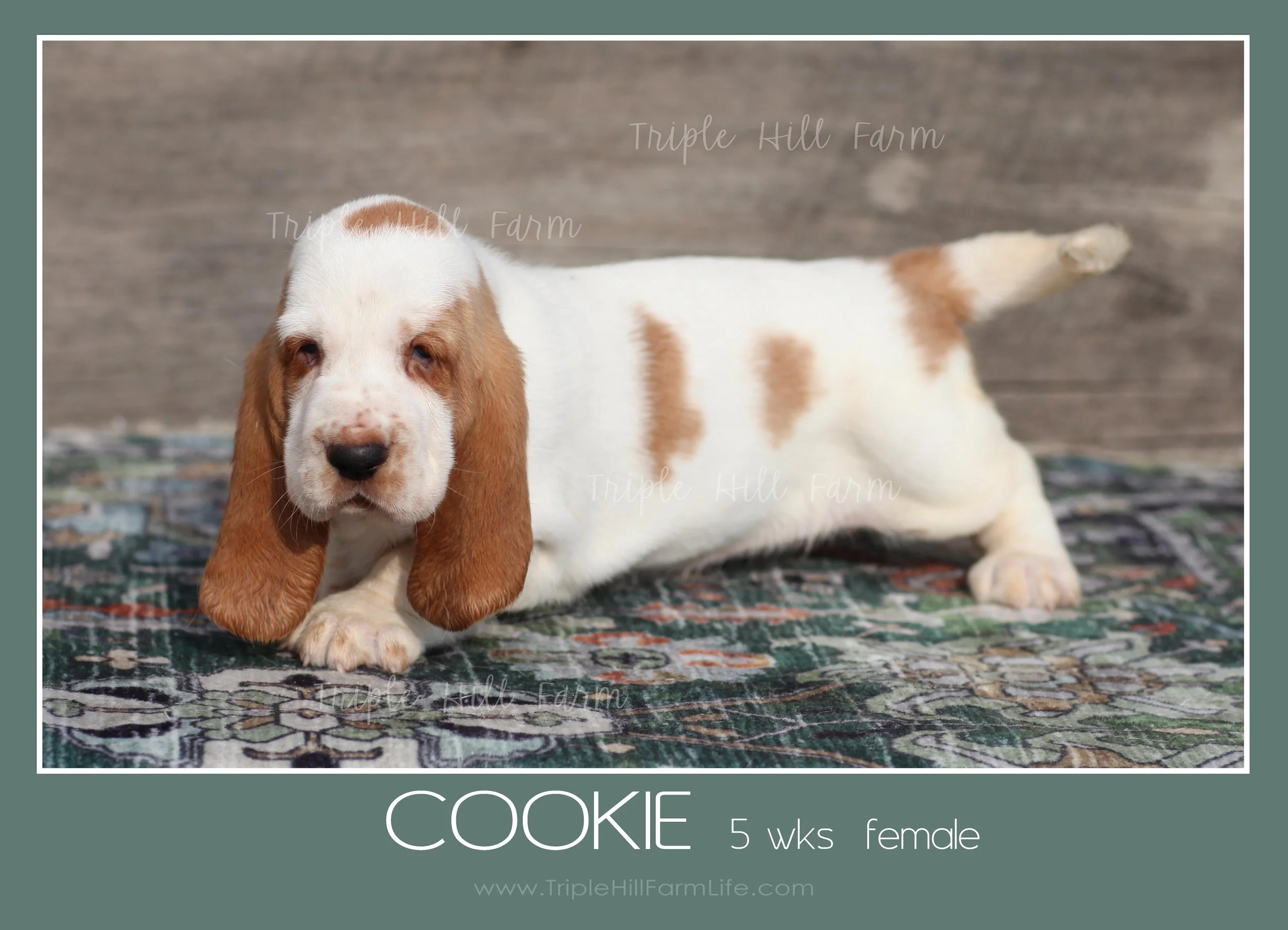 cookie 5.jpg