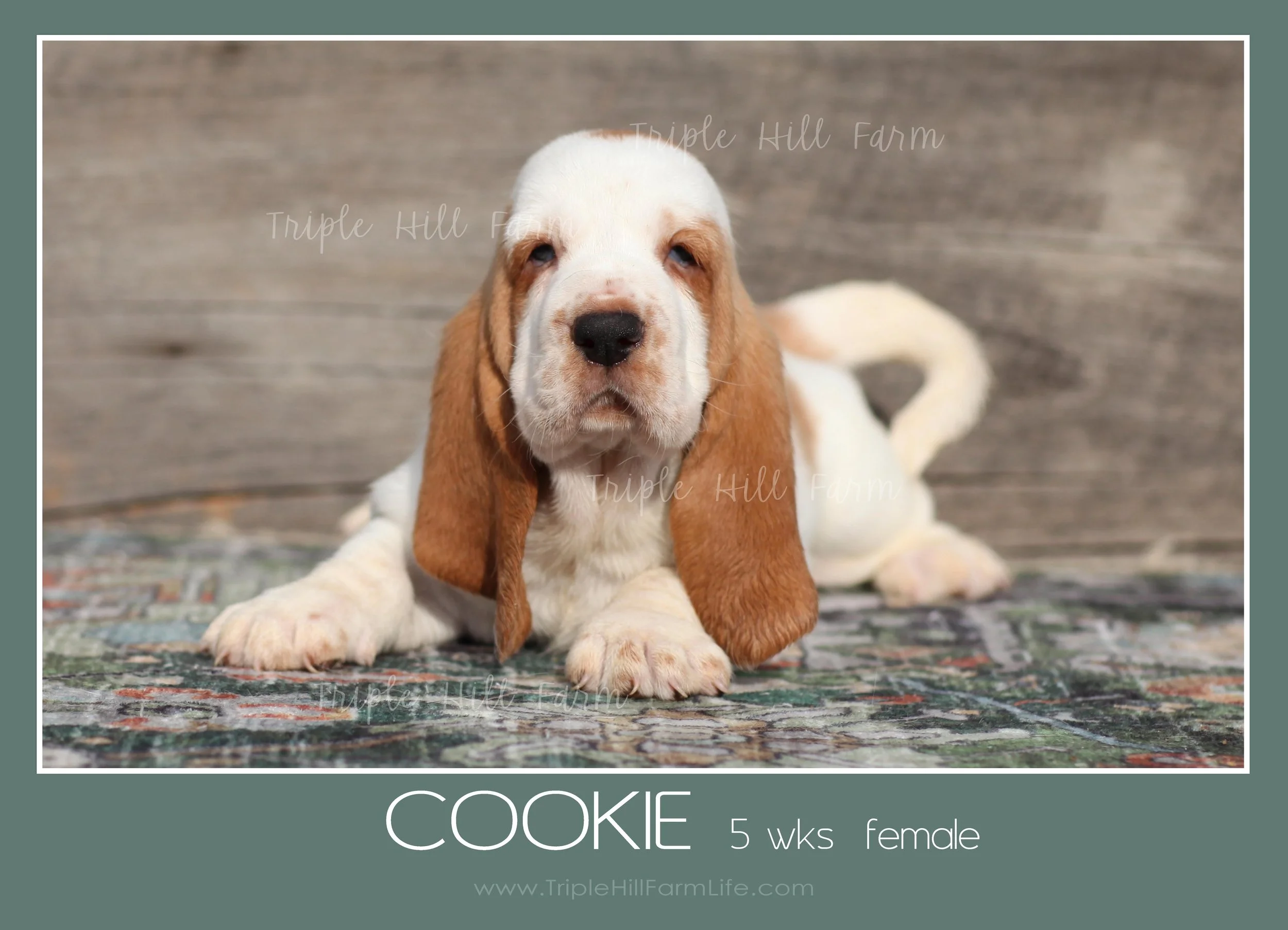 cookie 6.jpg