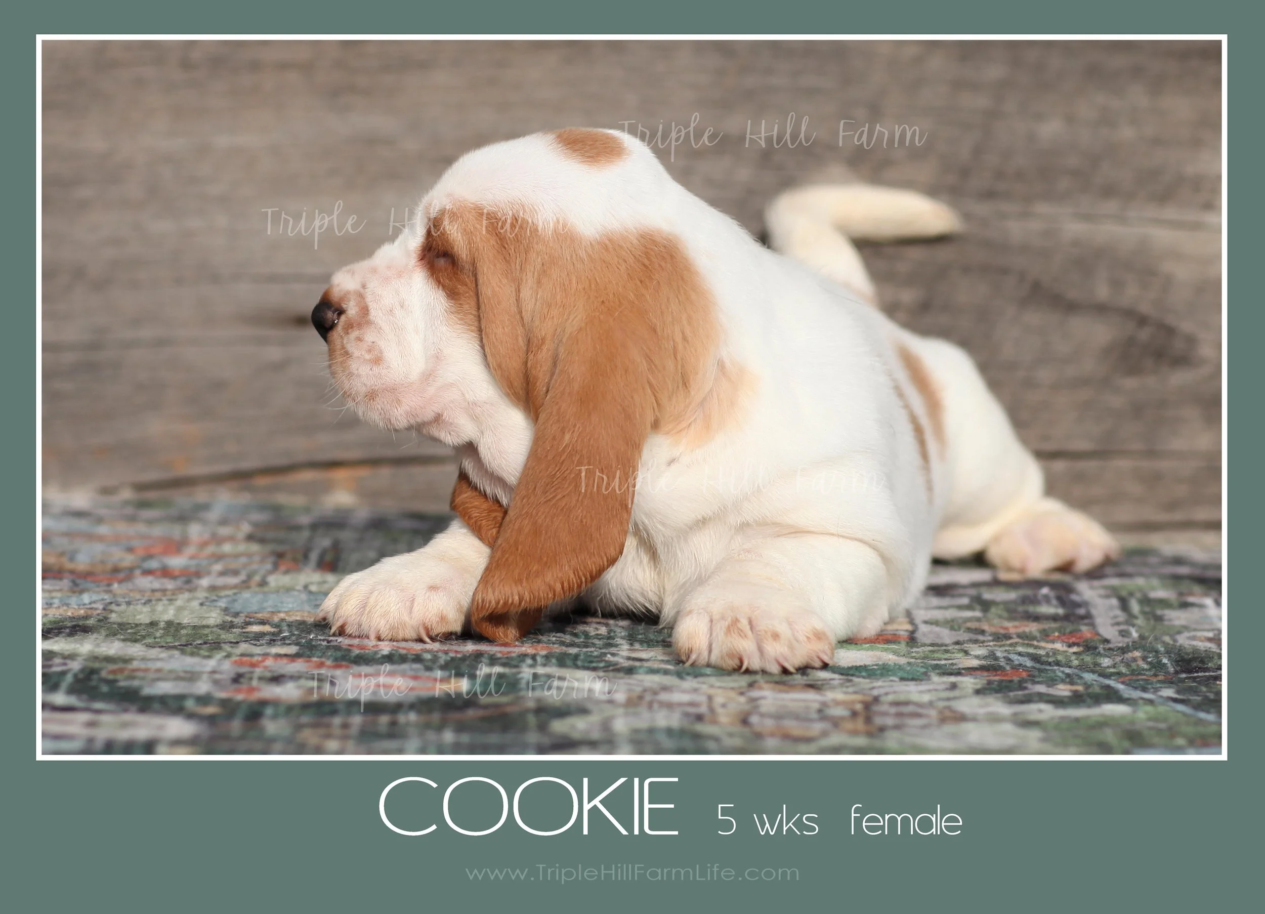 cookie 7.jpg