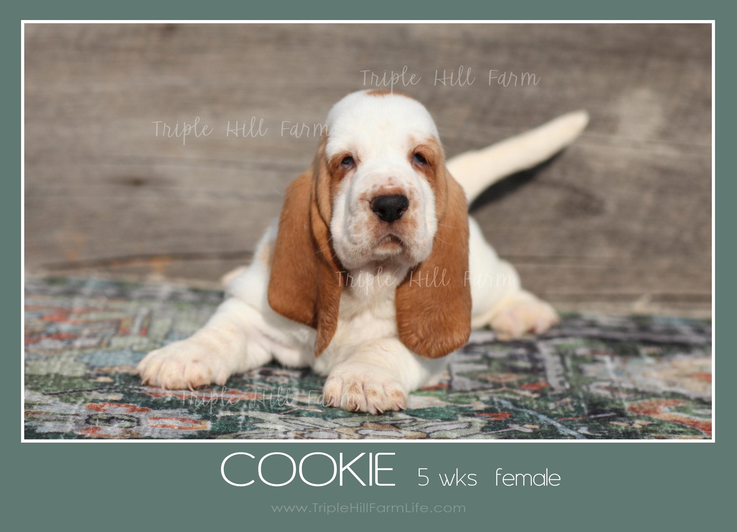 cookie 8.jpg
