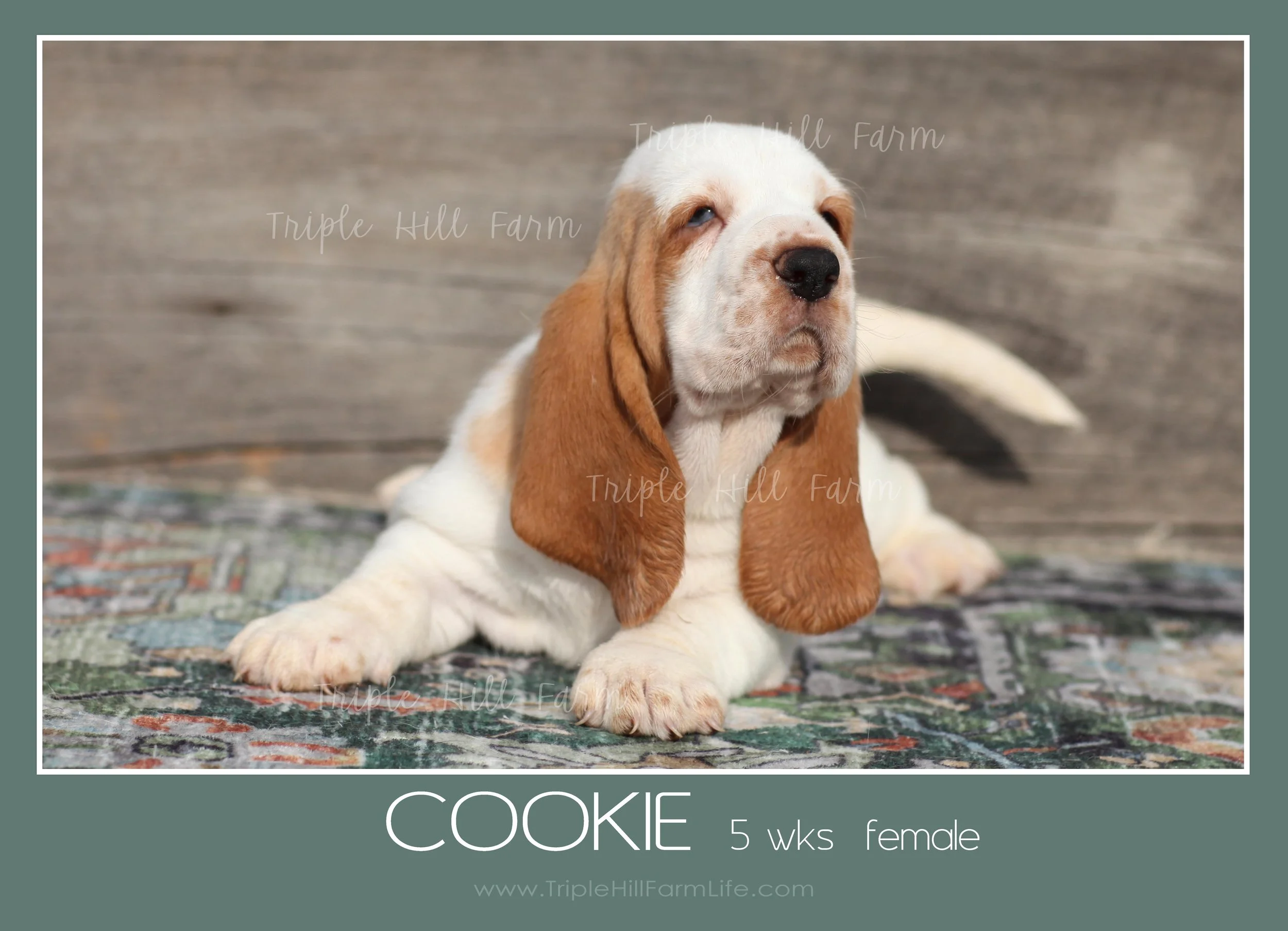 cookie 9.jpg