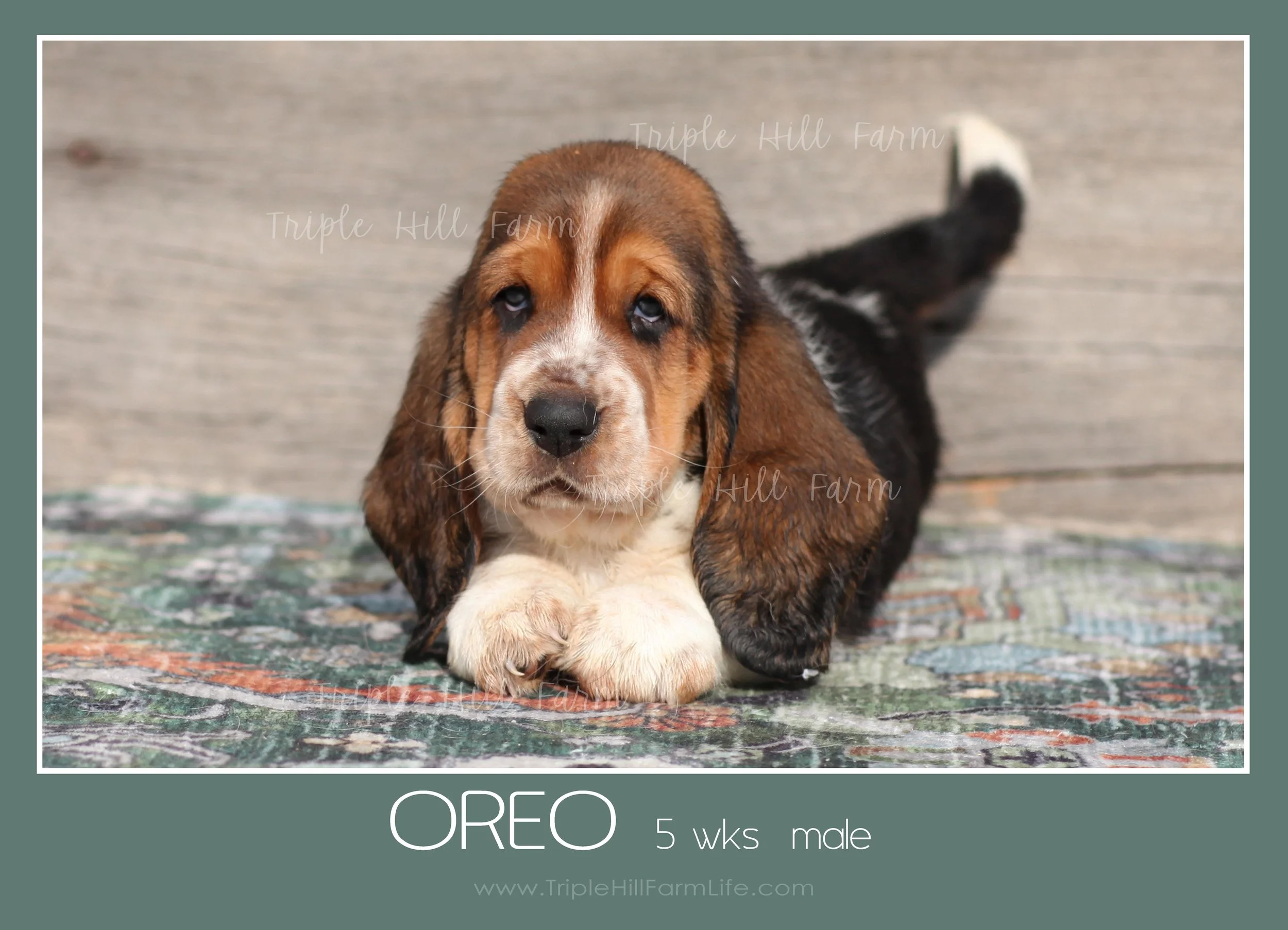 oreo 1.jpg