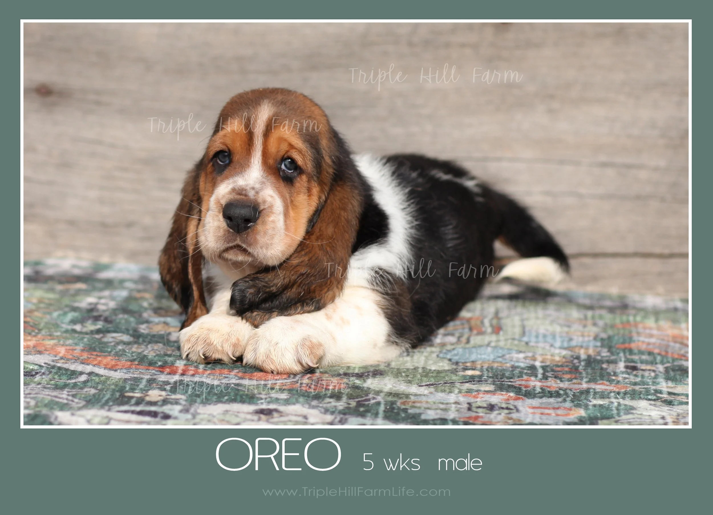 oreo 2.jpg