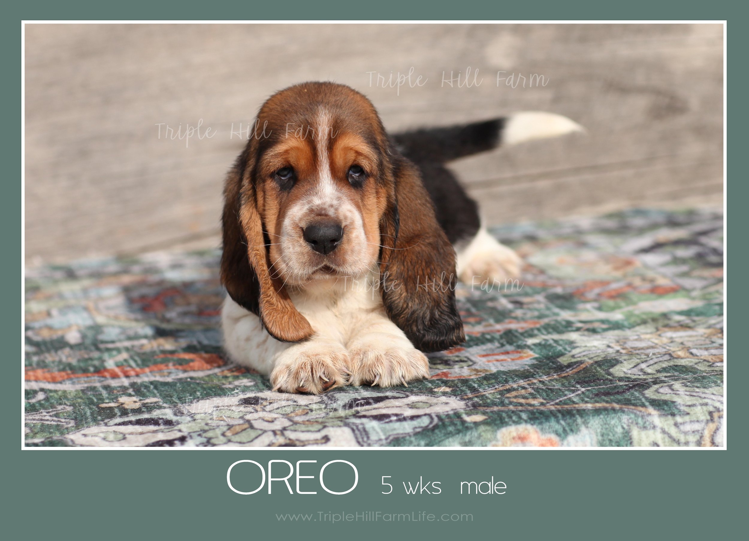 oreo 3.jpg