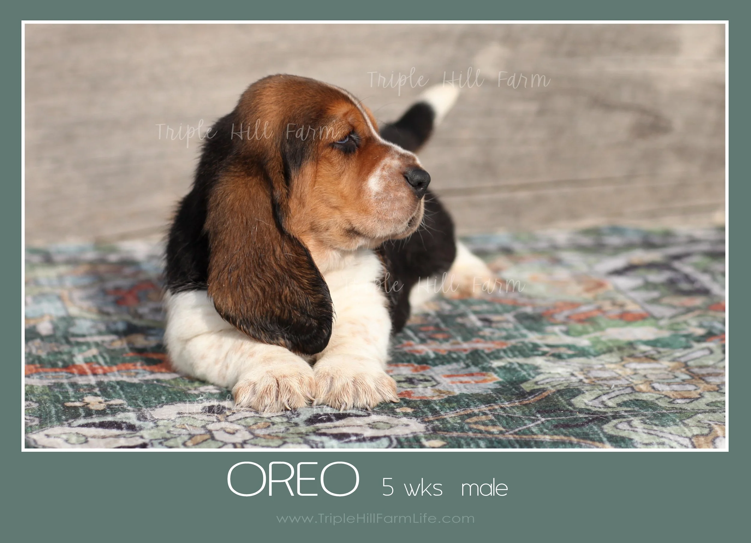 oreo 4.jpg