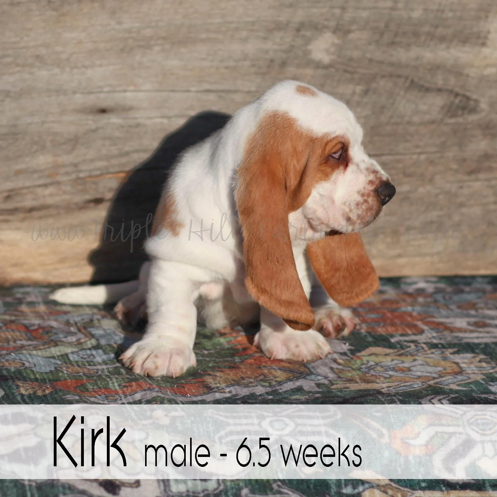 kirk 1.jpg