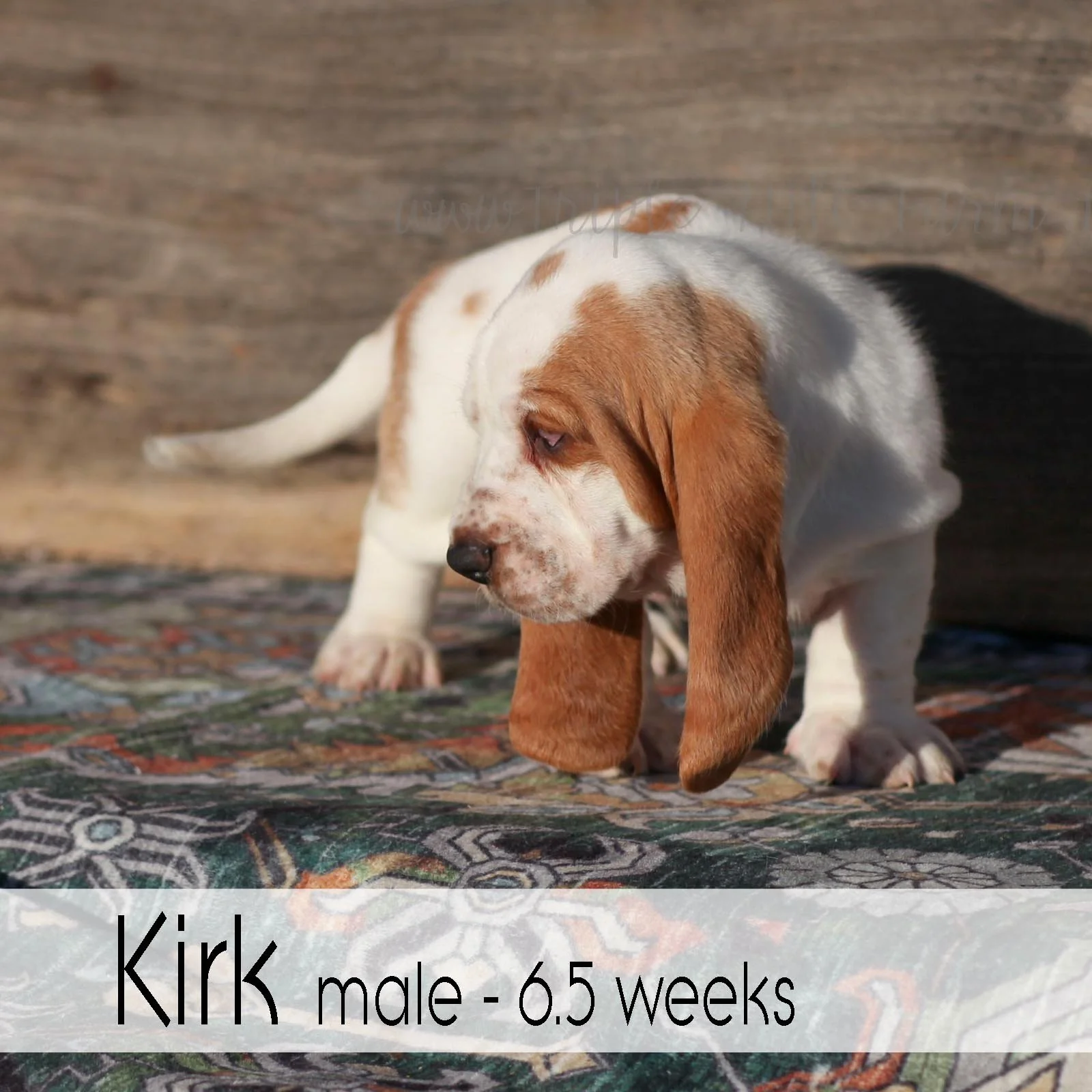 kirk 3.jpg