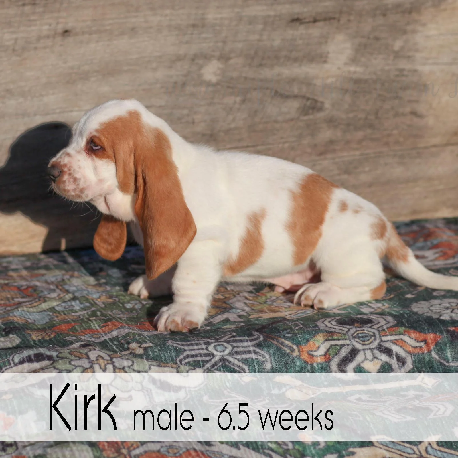 kirk 5.jpg