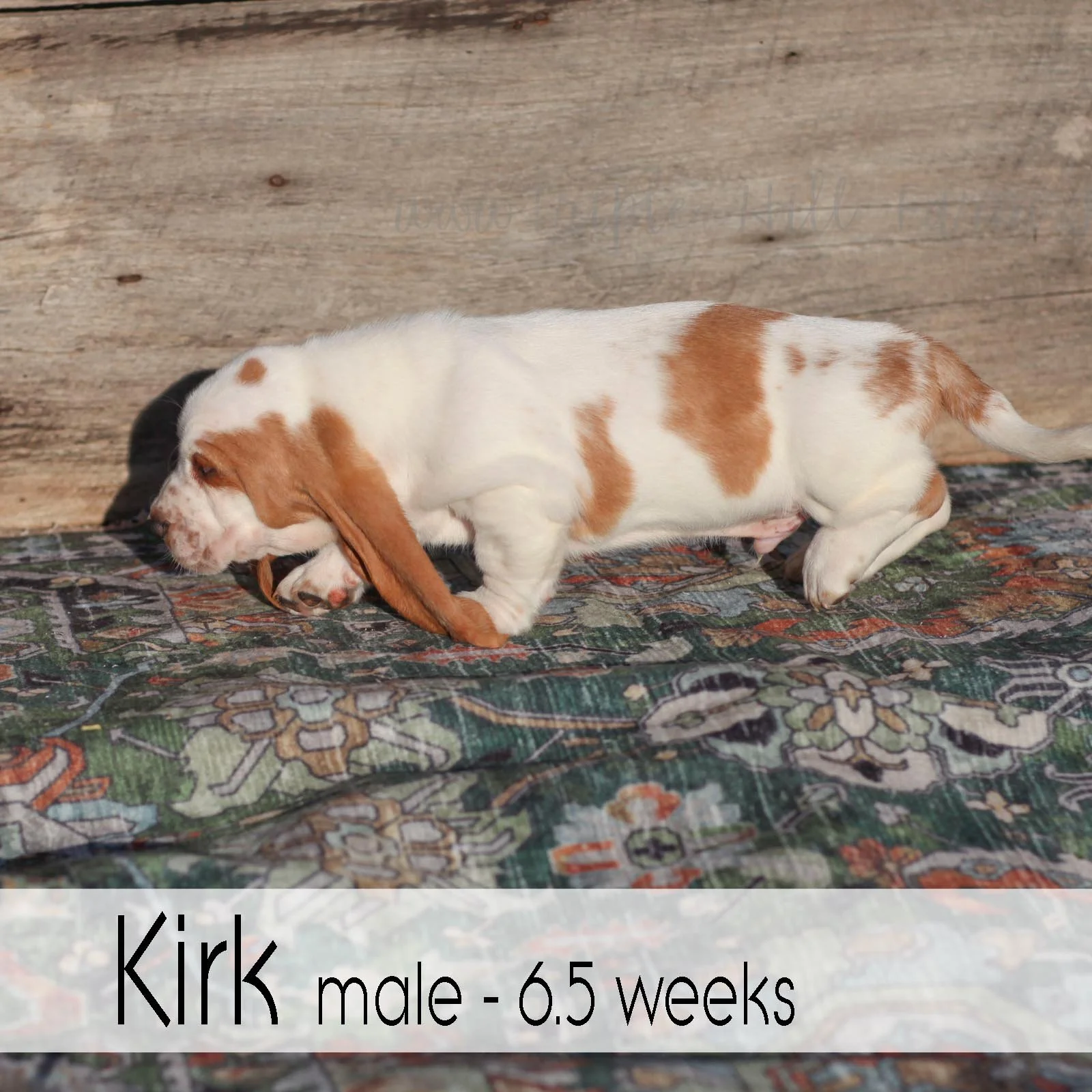 kirk 6.jpg