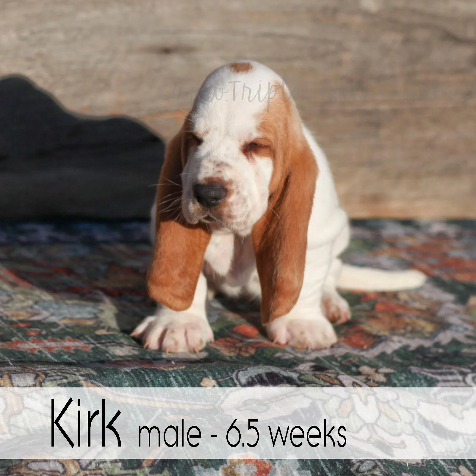 kirk 7.jpg