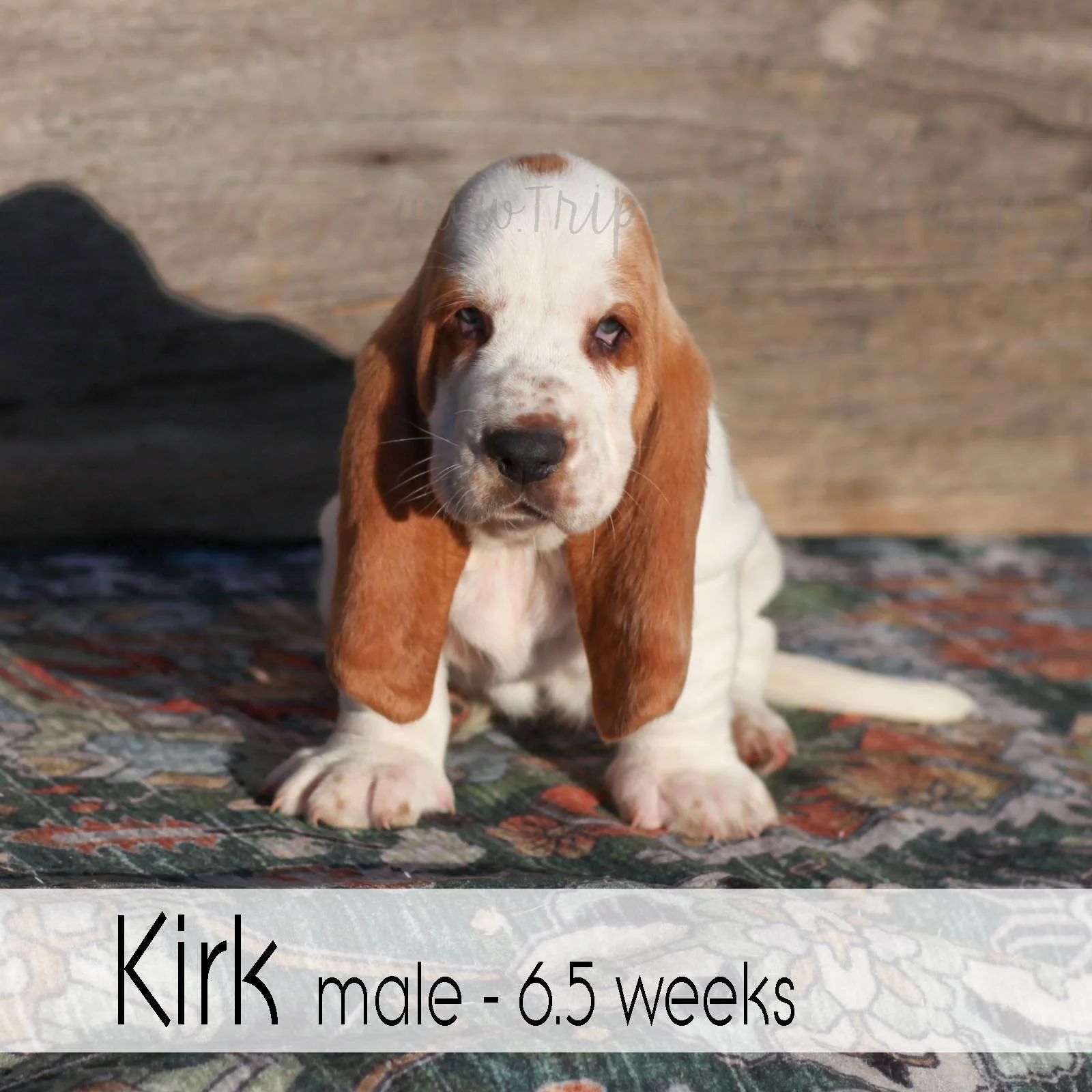 kirk 8.jpg