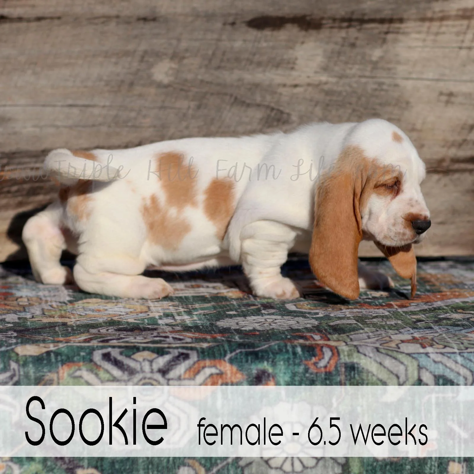 sookie 1.jpg