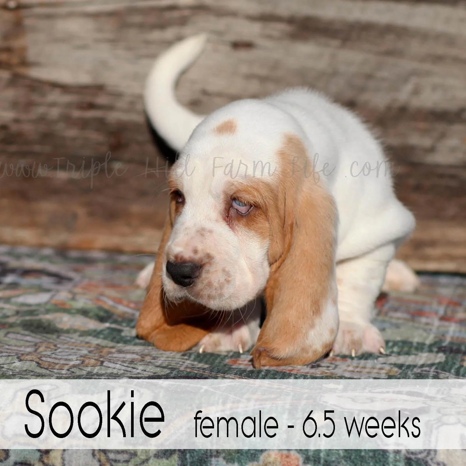 sookie 2.jpg