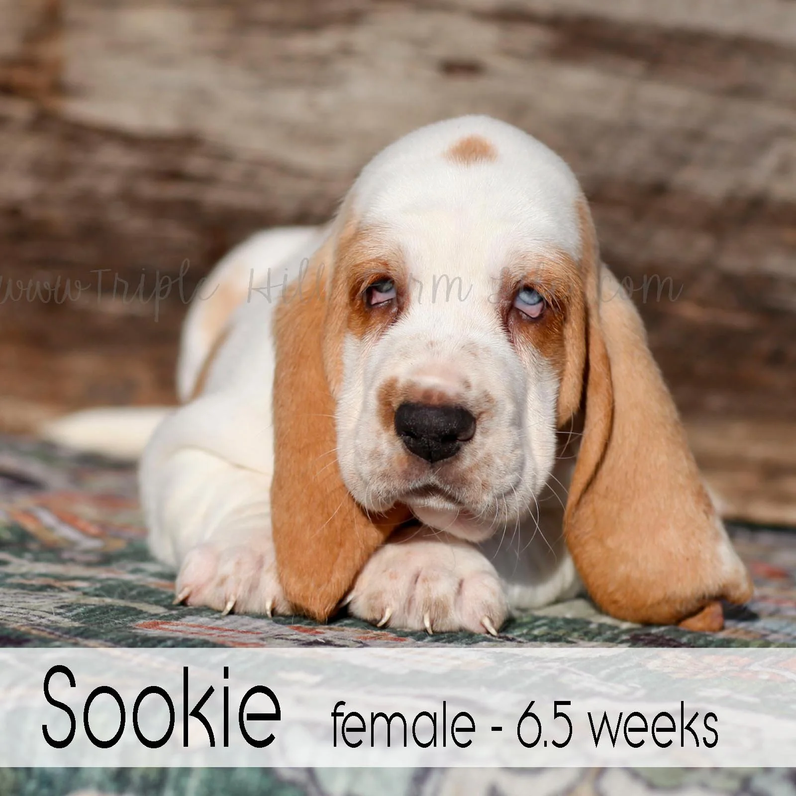 sookie 3.jpg