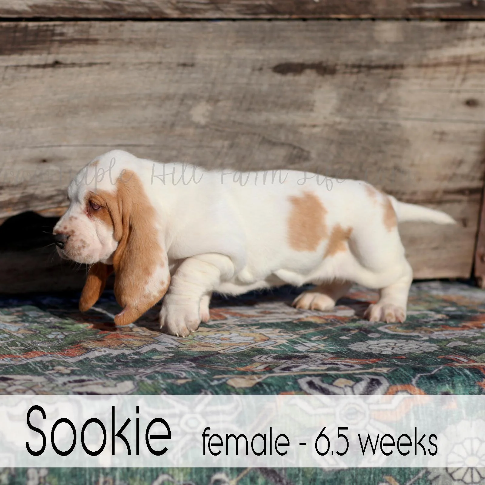 sookie 4.jpg