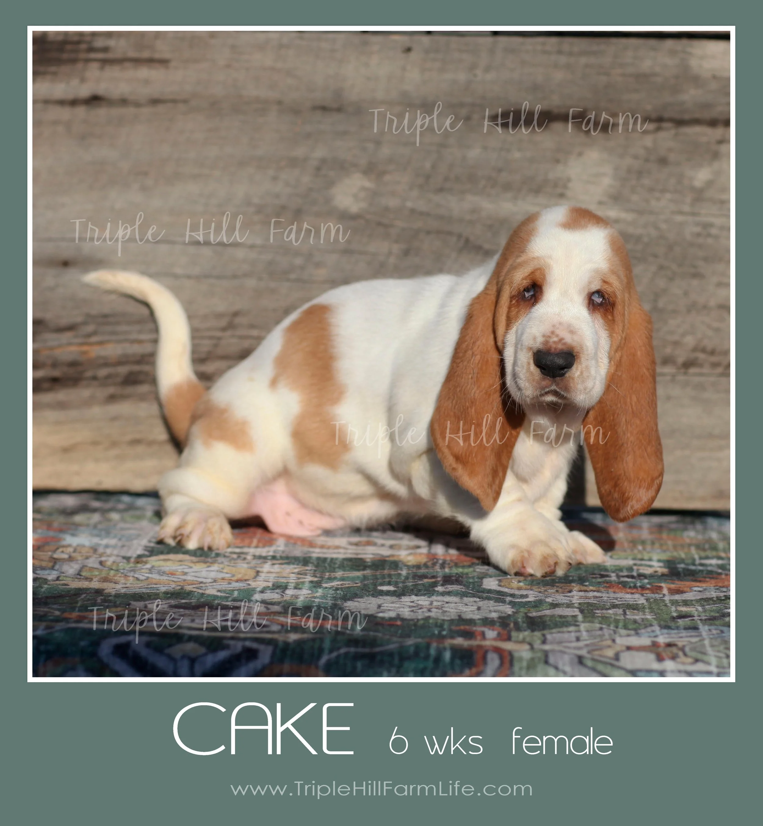 cake 1.jpg