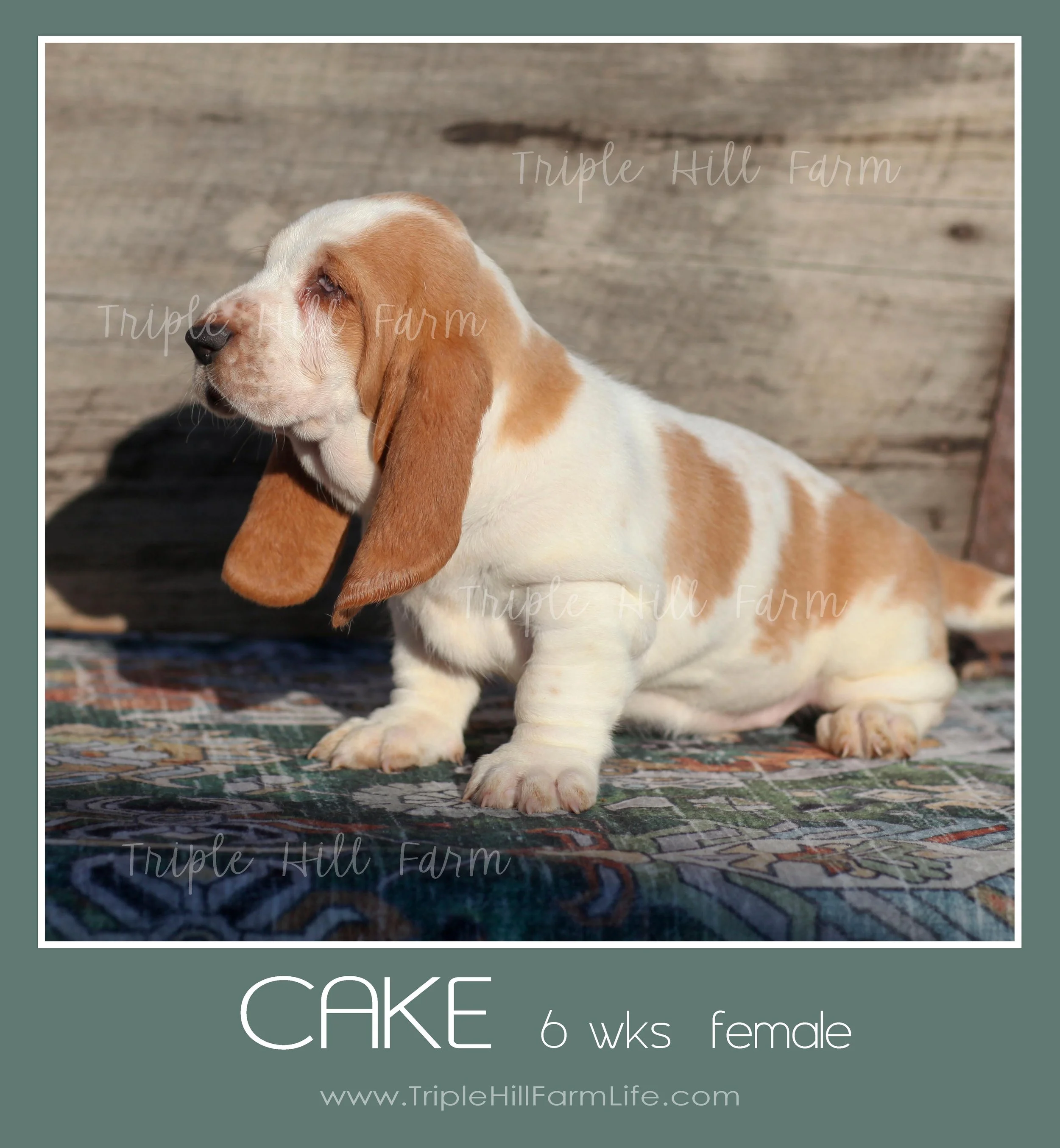 cake 3.jpg