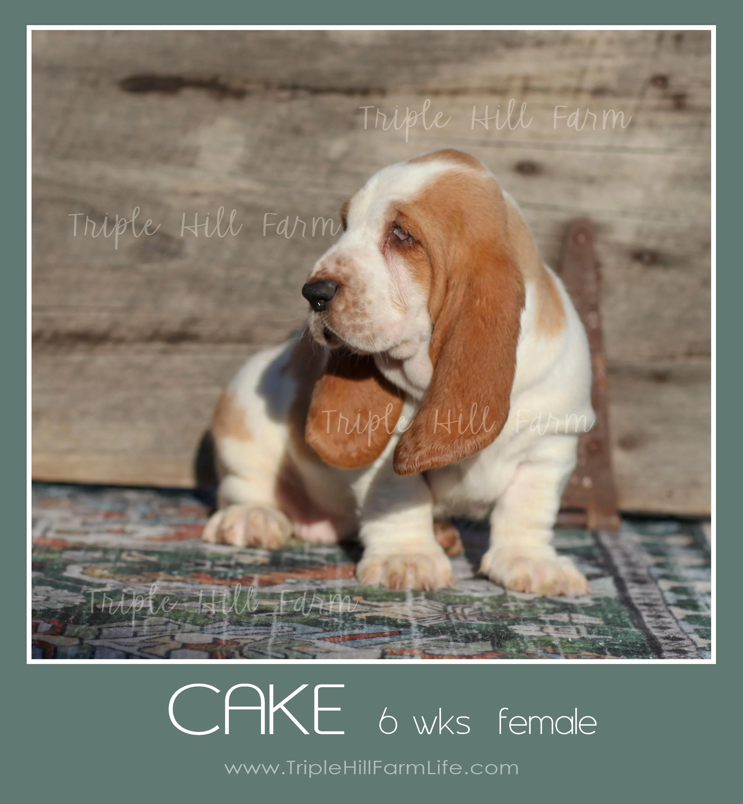 cake 4.jpg