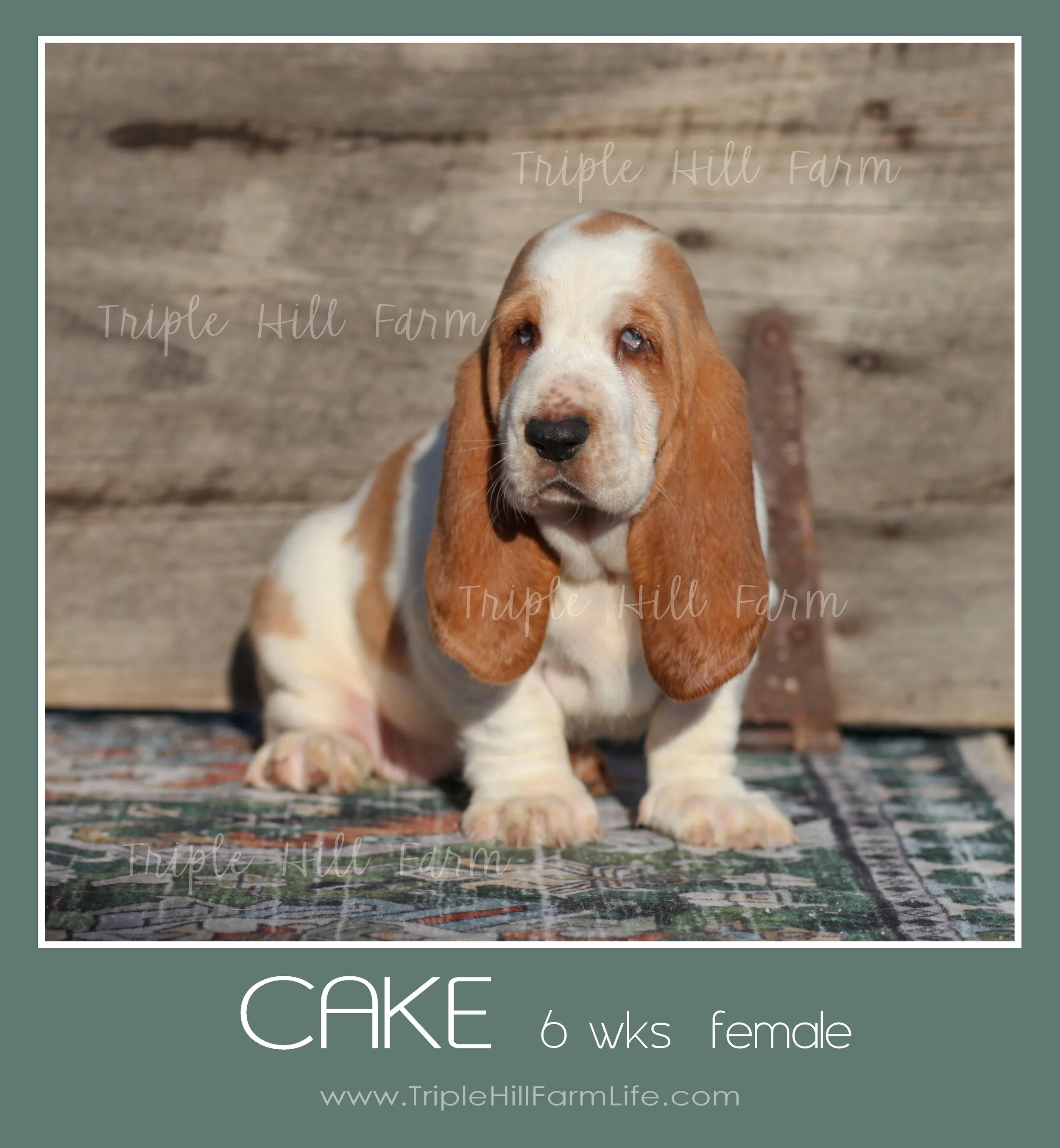 cake 5.jpg