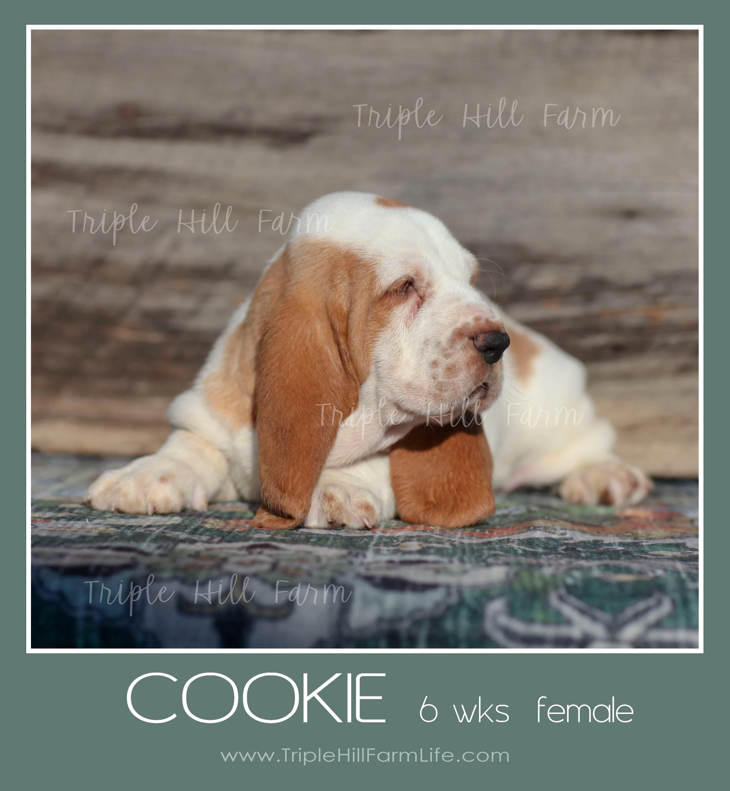 cookie 2.jpg