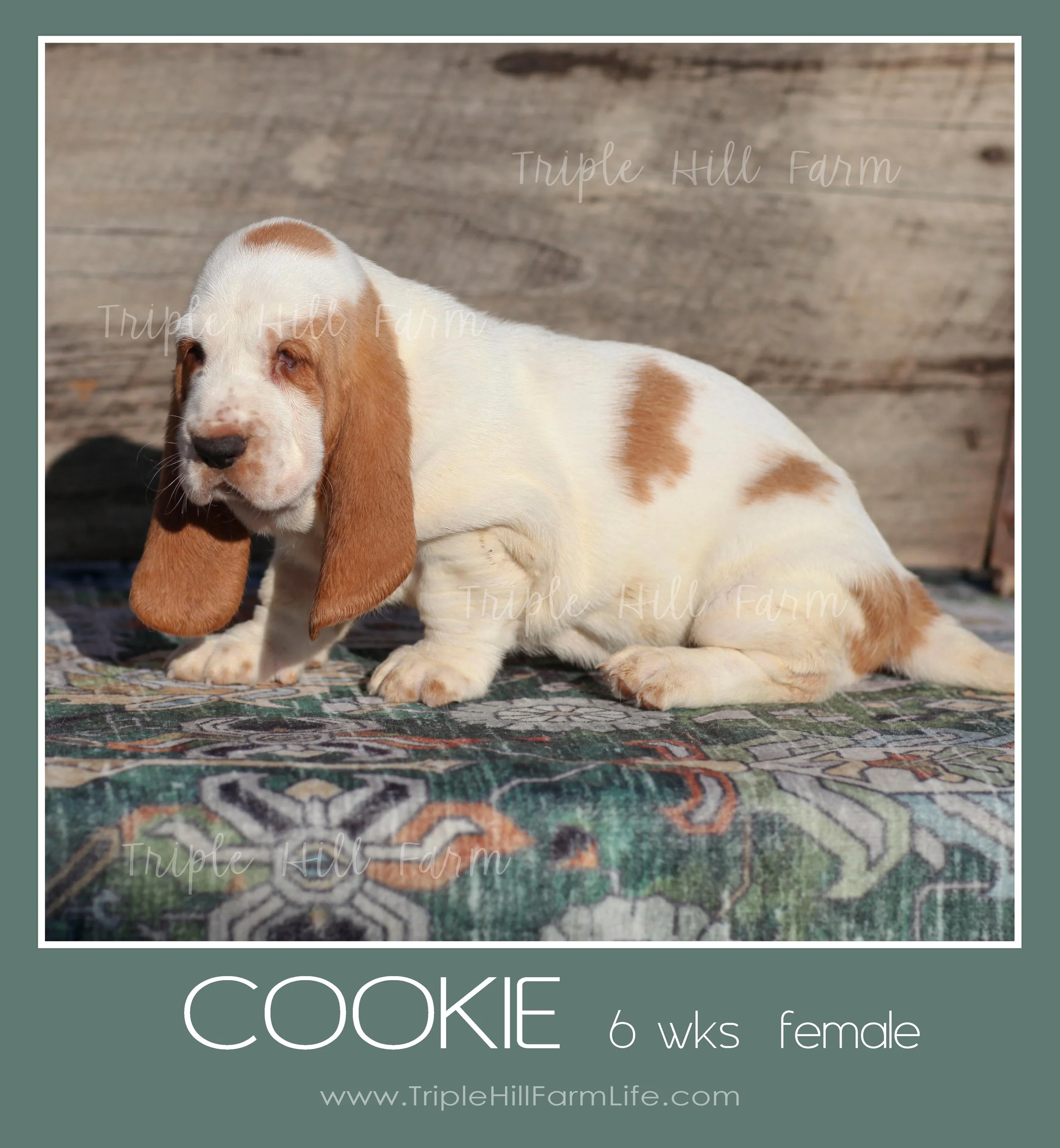 cookie 3.jpg