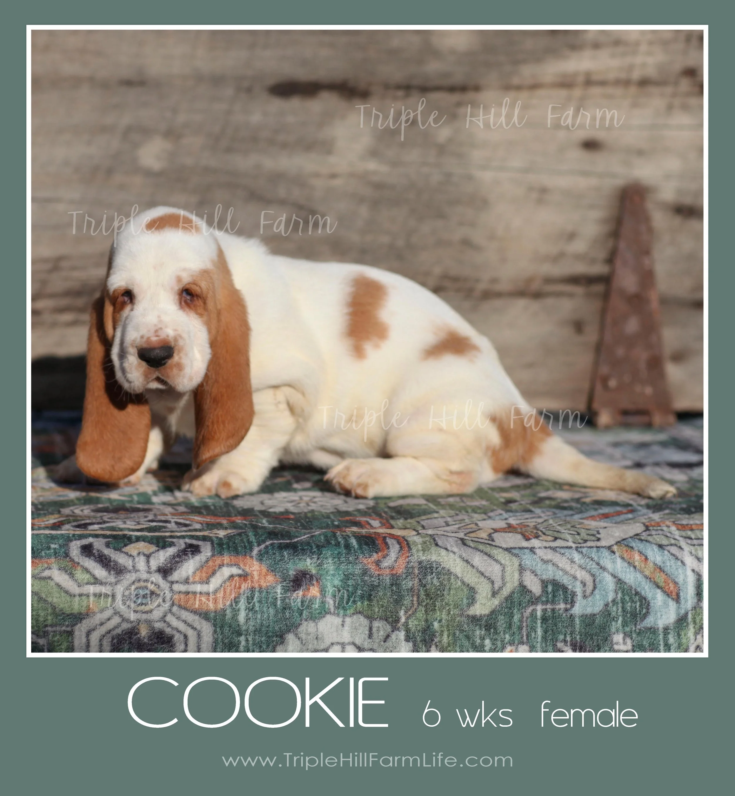 cookie 6.jpg