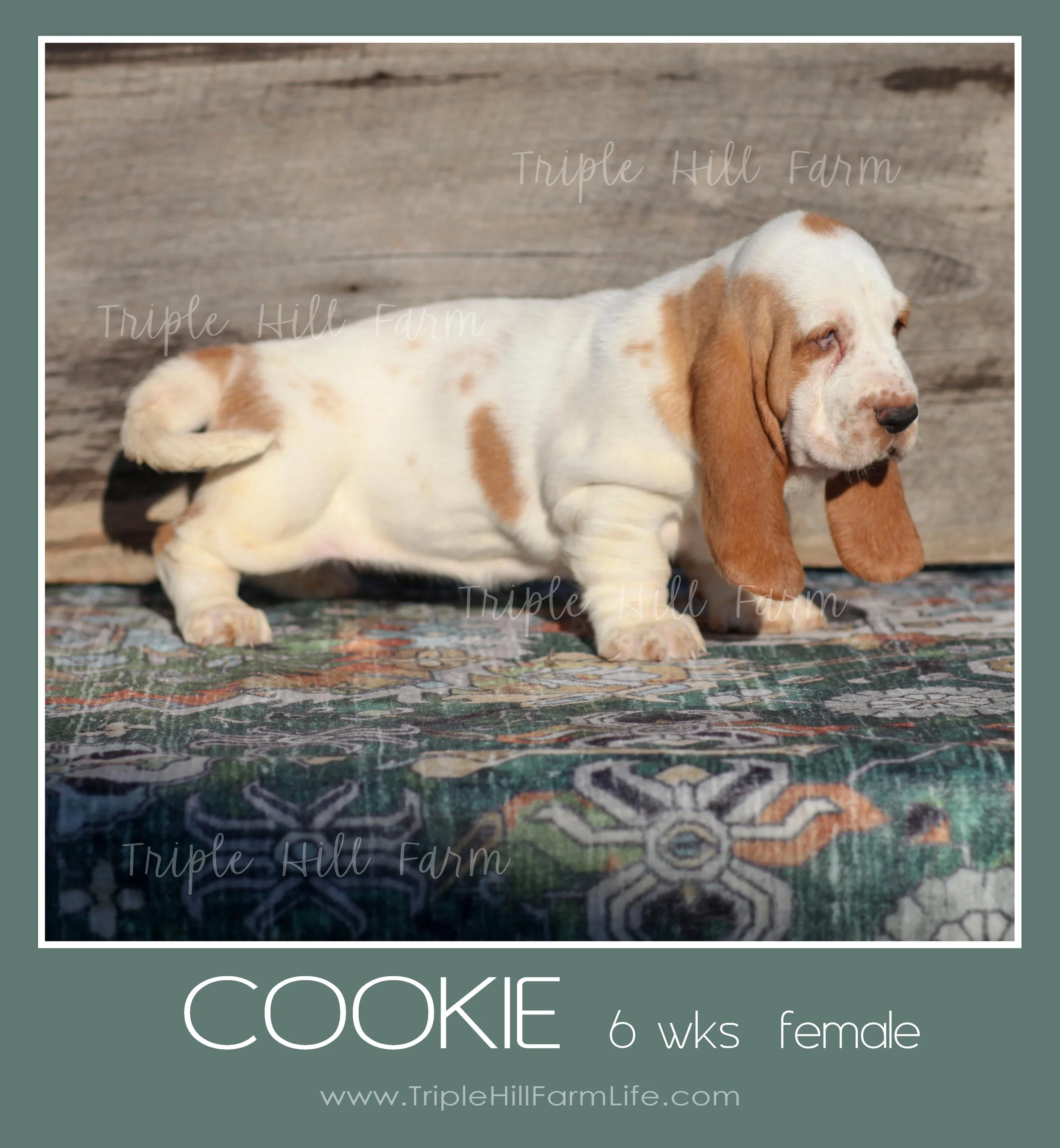 cookie 7.jpg