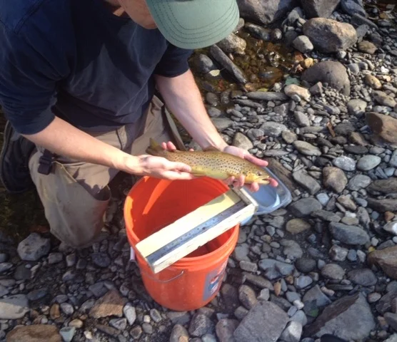 Electro+fishing+with+trout.jpg