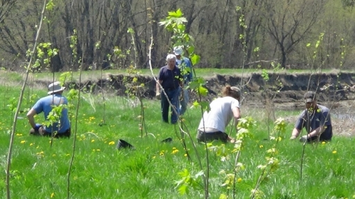 Z - treeplanting Conservancy.jpg