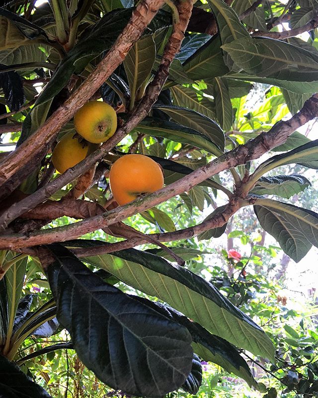 Free medicine 🍃
.
.
.
I recently discovered I have a wonderfully fertile loquat tree in my garden. Rich in major nutrients, such as vitamins A and C, iron and other minerals, this exotic fruit regulates blood sugar, aids digestion, supports the immu