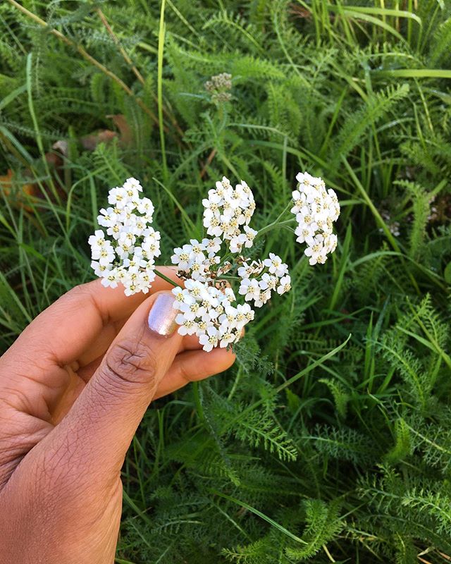 yarrow: for tender hearts that know no bounds, so feel no peace. 🌱 #boundaries