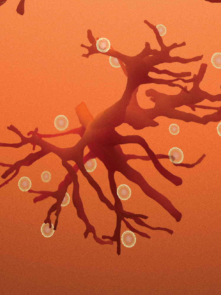 vascularDyn3.png