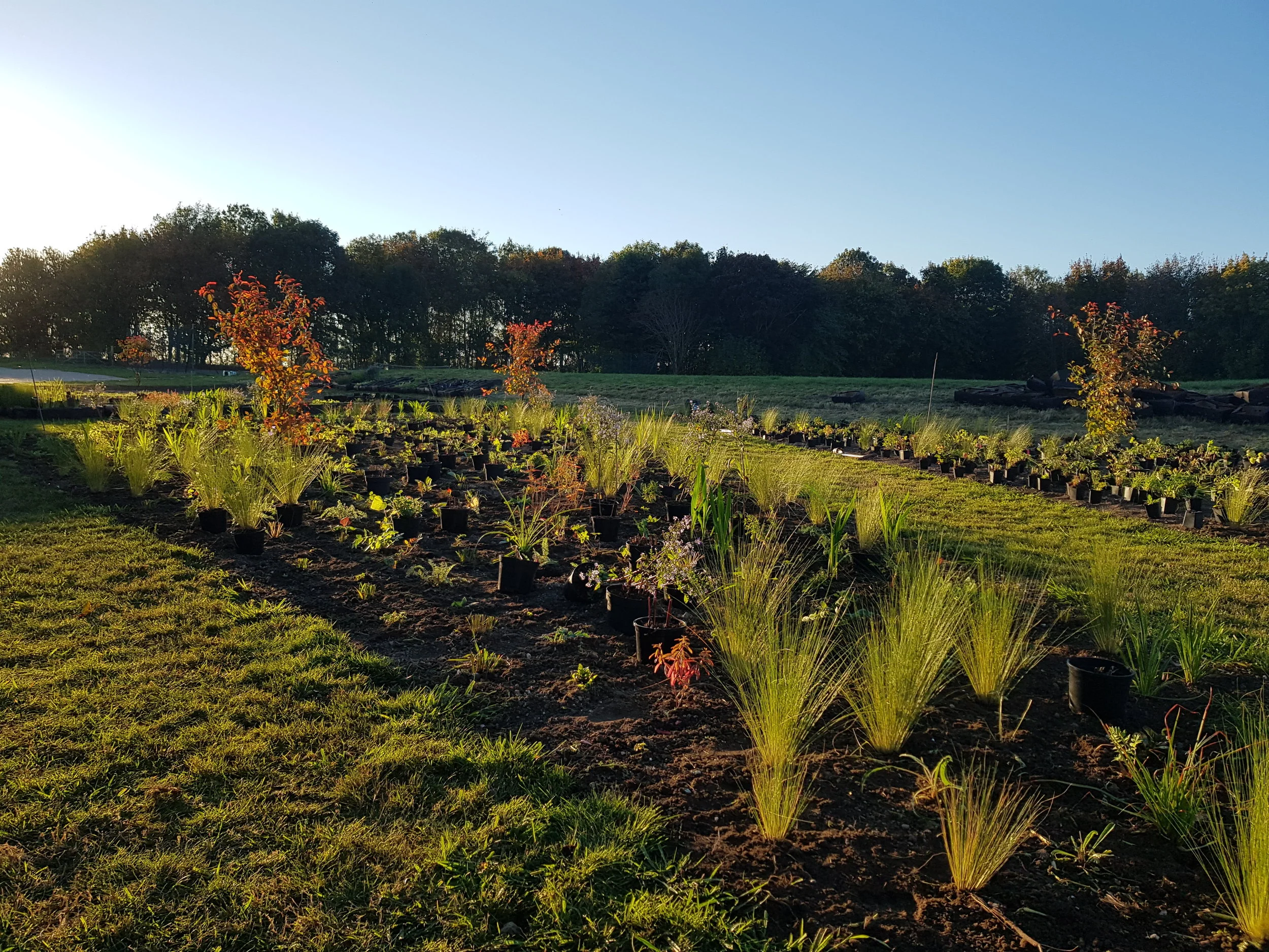 Beachendon_planting.jpg