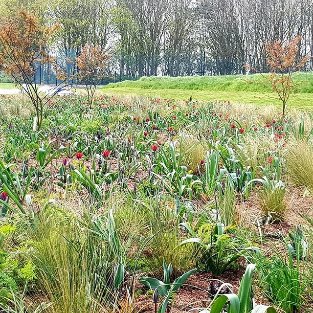 Perennial meadow in its 1st spring (Amelanchier included for structure and spring/autumn interest). Tulips on point, soon to be followed by a sea of Allium. The perennials are a bit slow on this cold, exposed site but will knit together in the next m