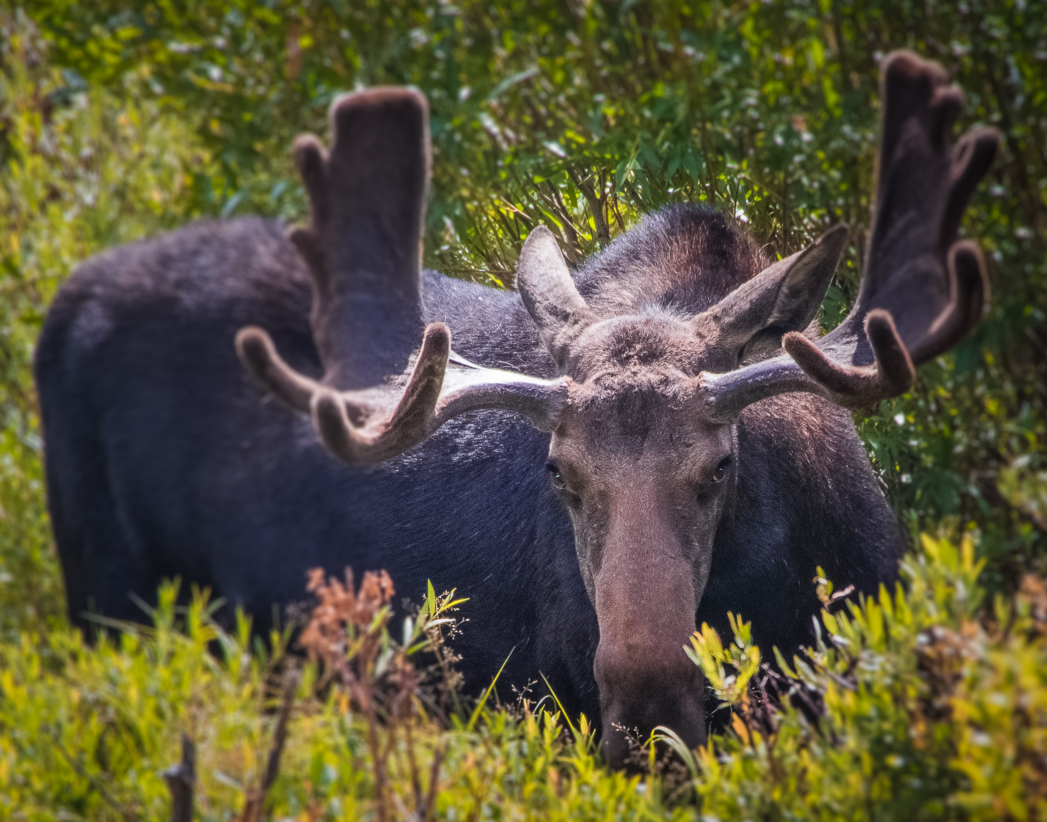 Angry Moose.jpg