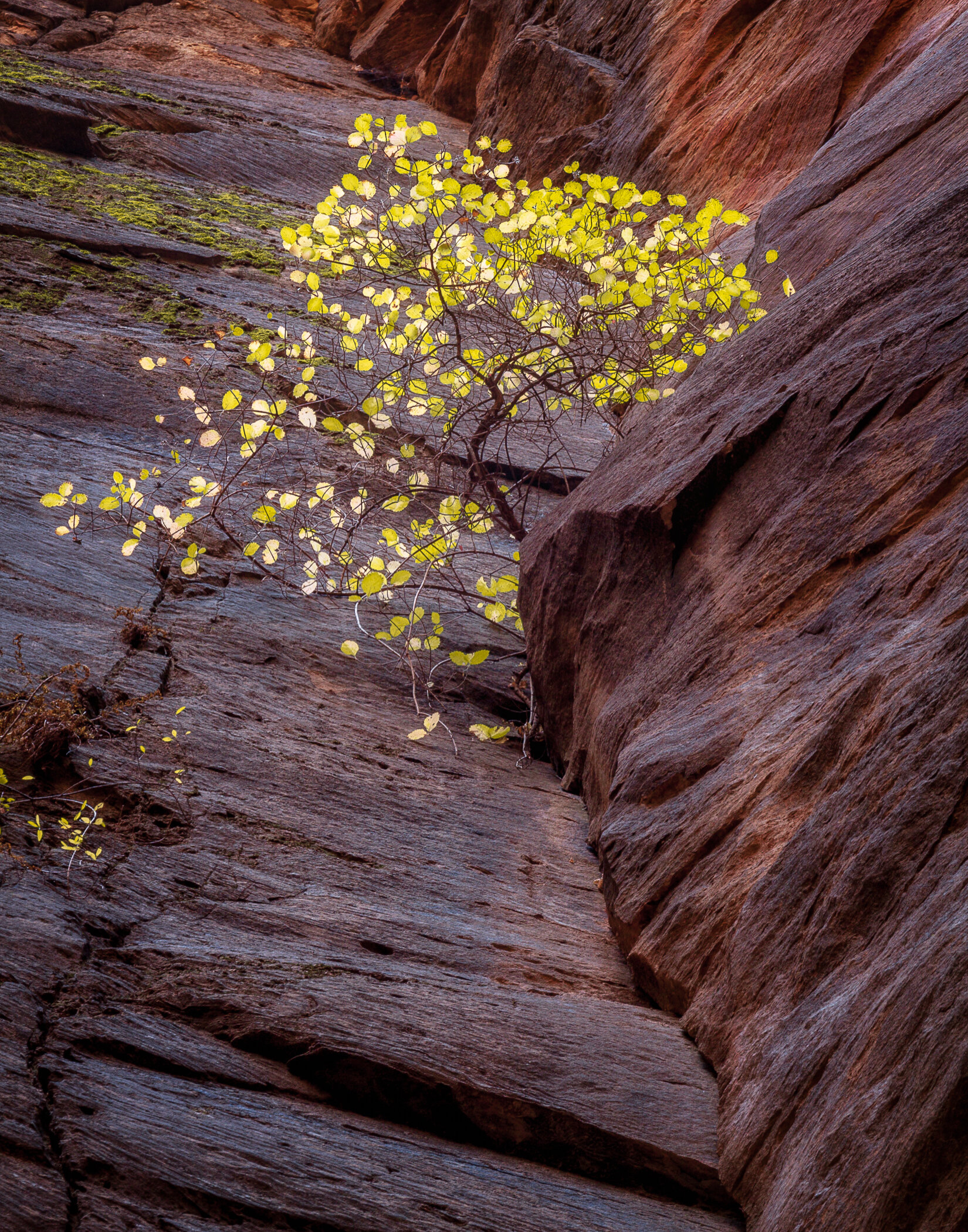 Tree in rock crack.jpg