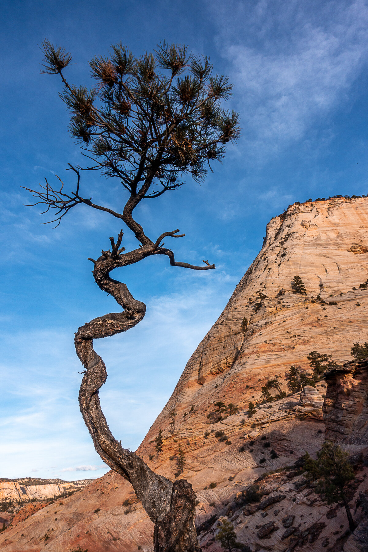 Zion Tree.jpg