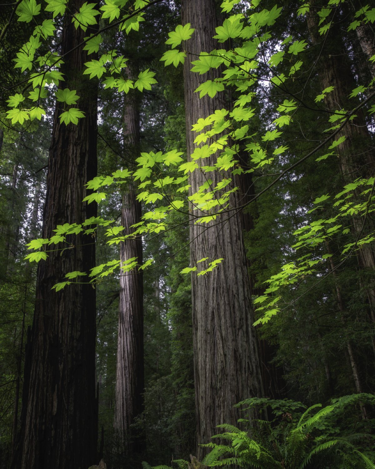 redwood leaves 4x5.jpg