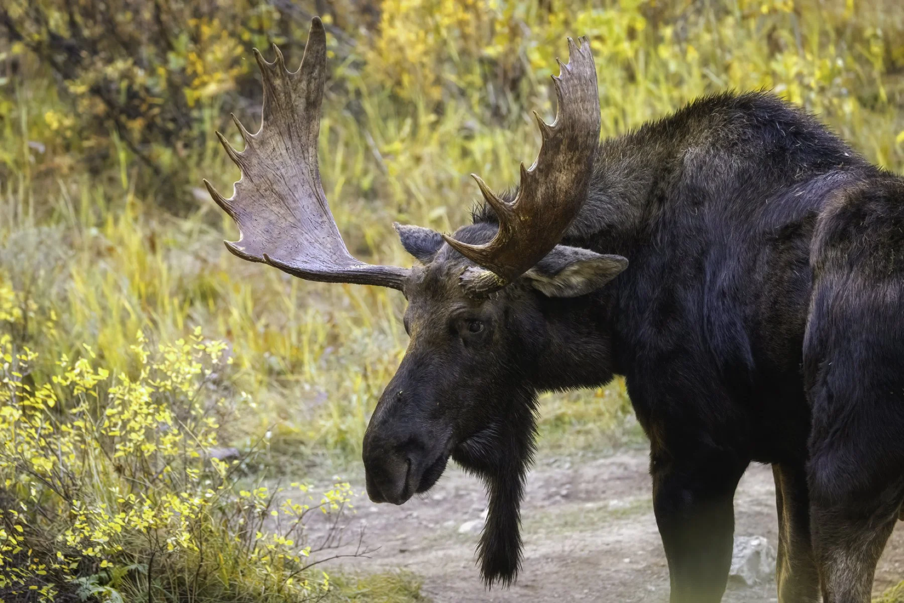 Moose profile 2 4x6.jpg