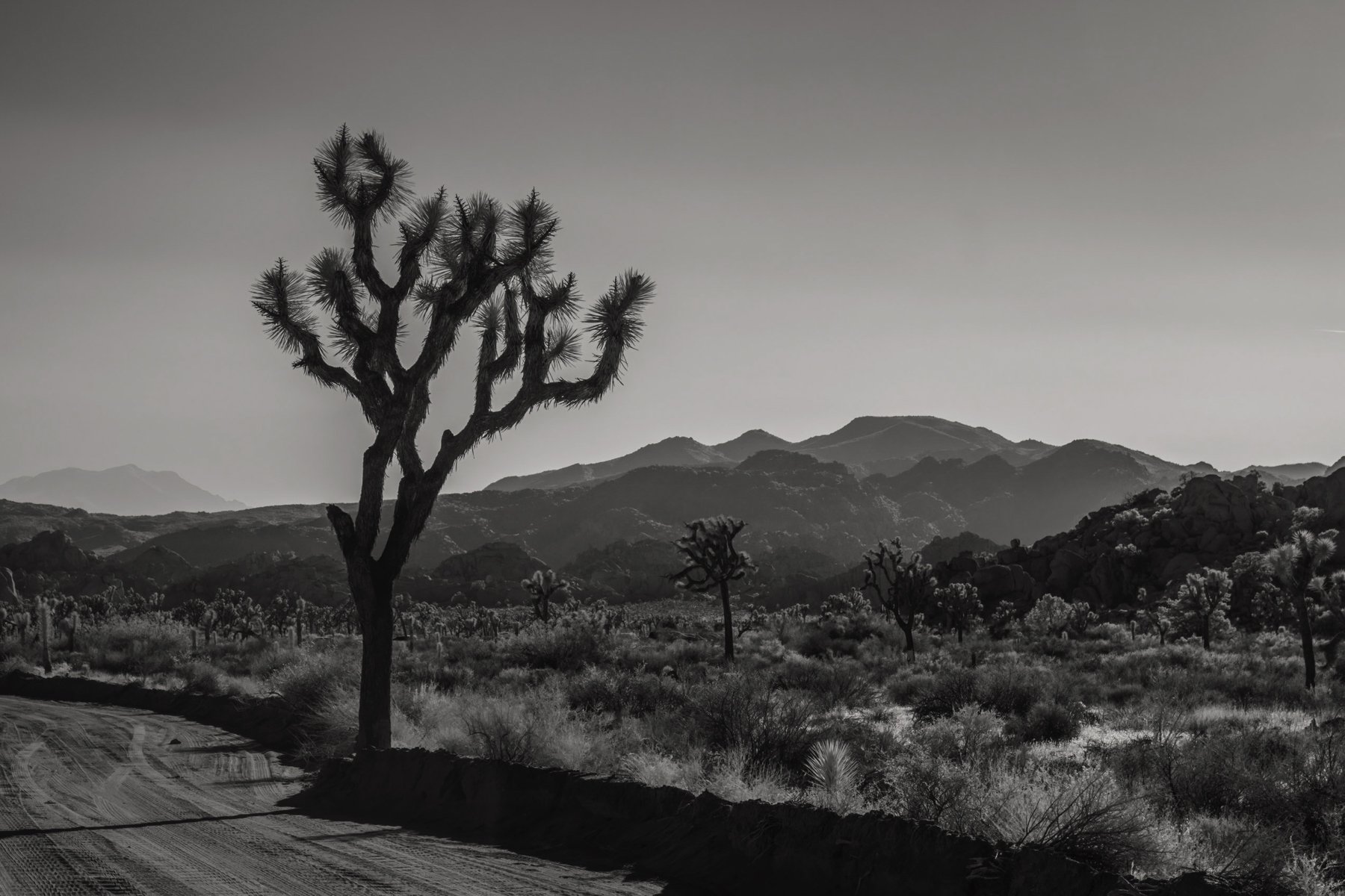 joshua tree ir 7.jpg